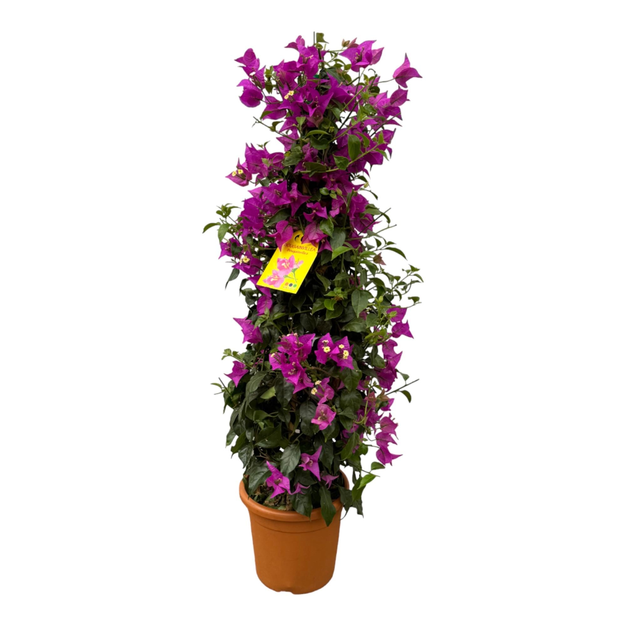 Bougainvillea Struik van 90 cm hoog