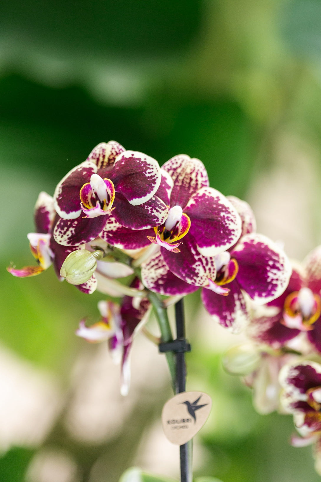 Geel rode Phalaenopsis orchideeën bij de kweker