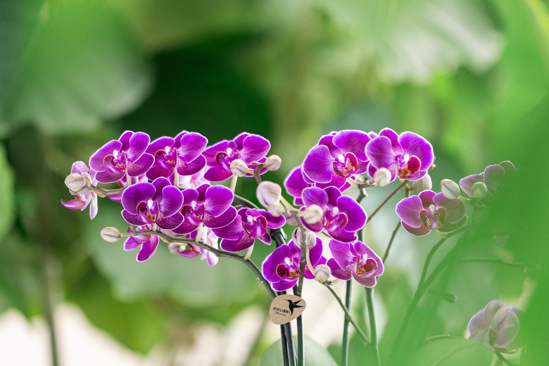 Paarse Phalaenopsis orchideeën bij de kweker in de kas met groene bladeren