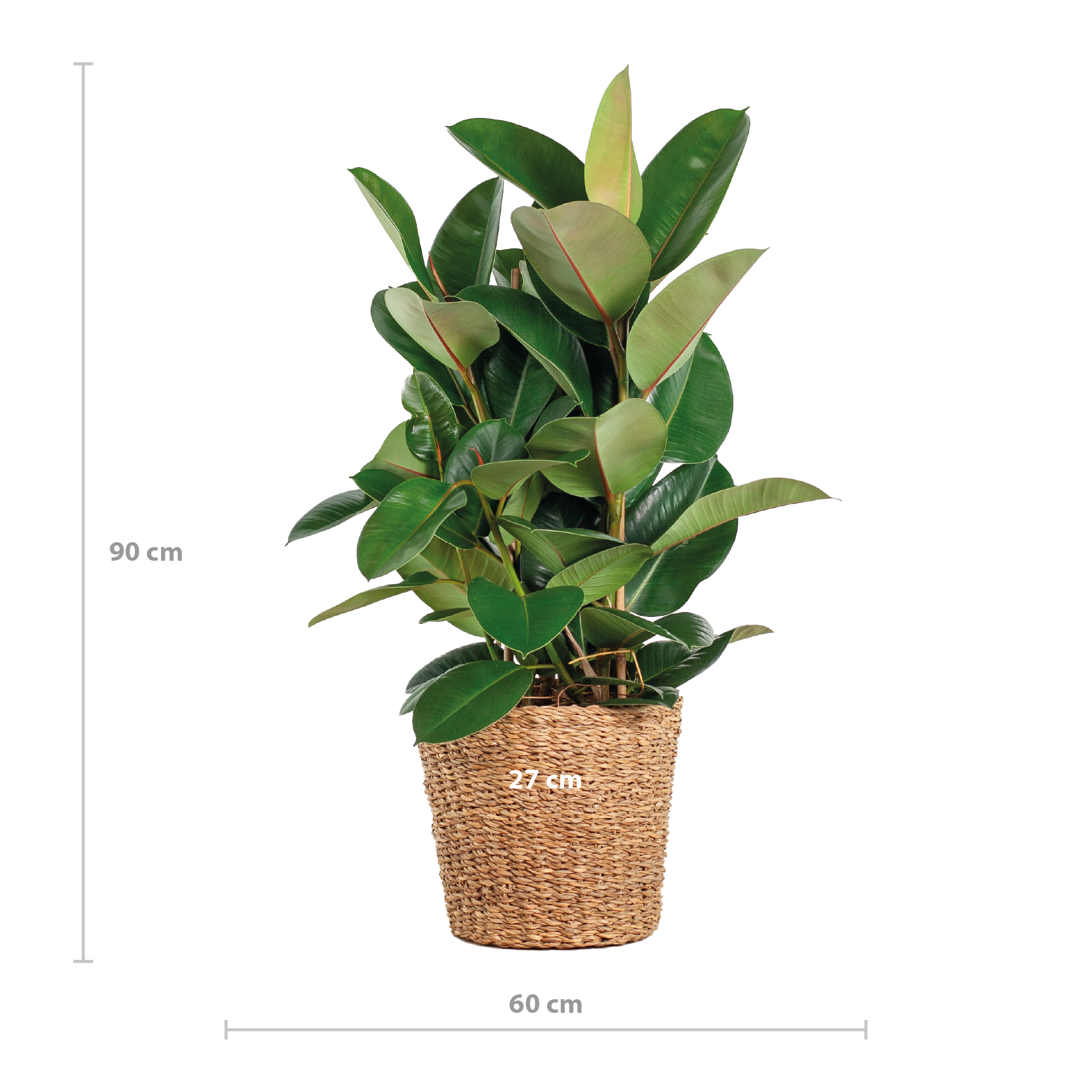 Ficus Elastica Robusta | XL met mand Torun - 90cm - Ø27