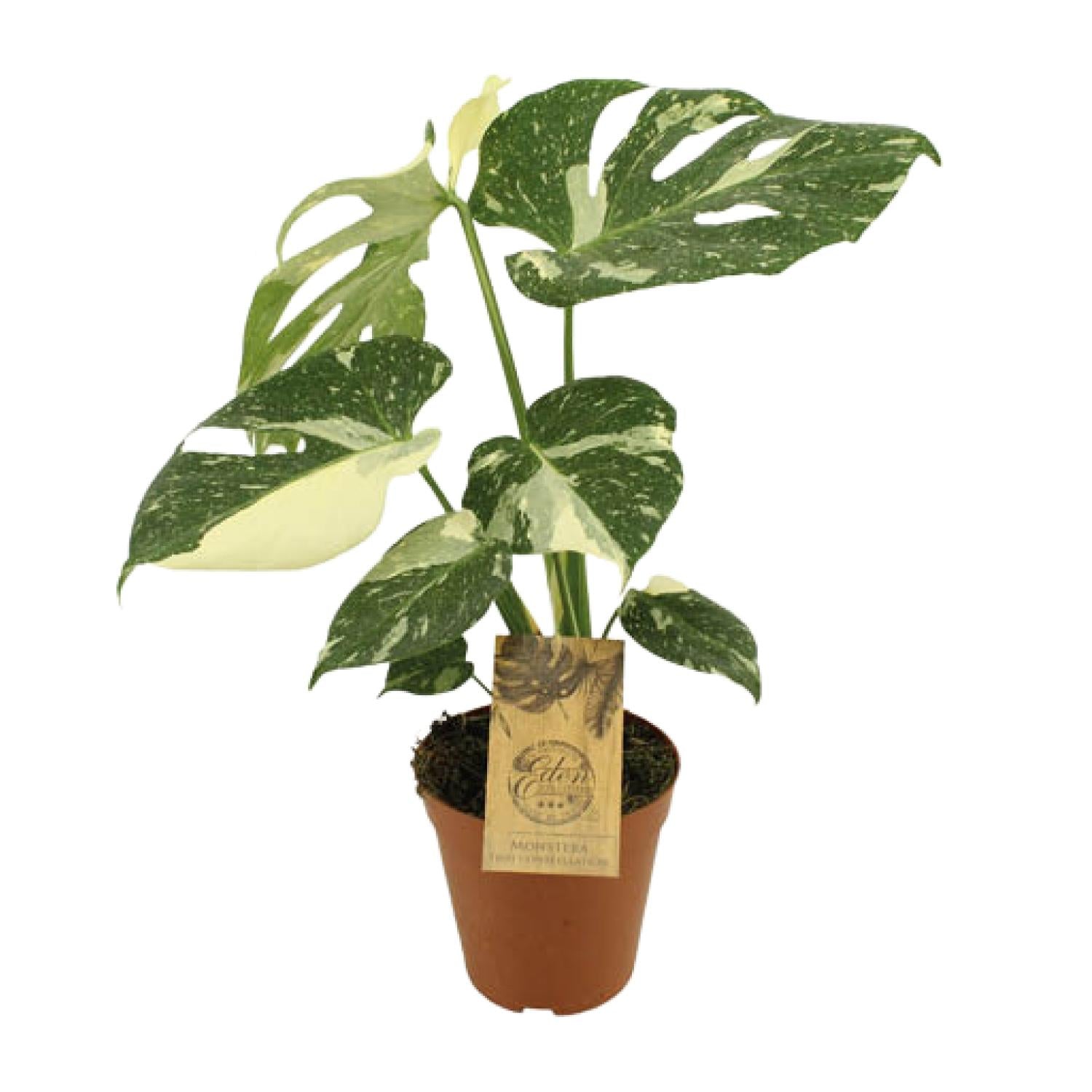 Monstera Thai Constellation | Ø15cm - 50cm hoog