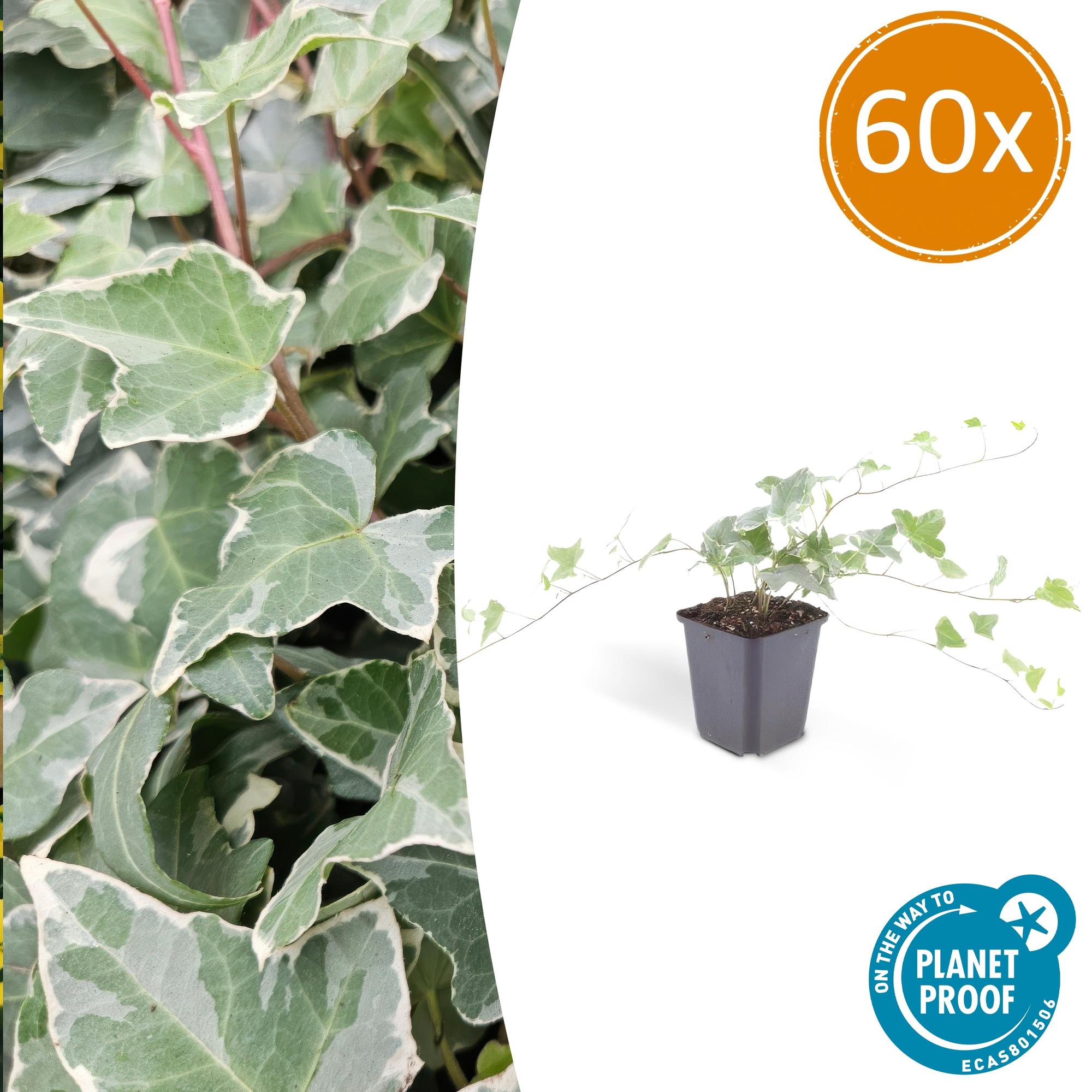 Hedera helix 'Glacier' | Bonte klimop – Ø9 cm – ↕10-25 cm