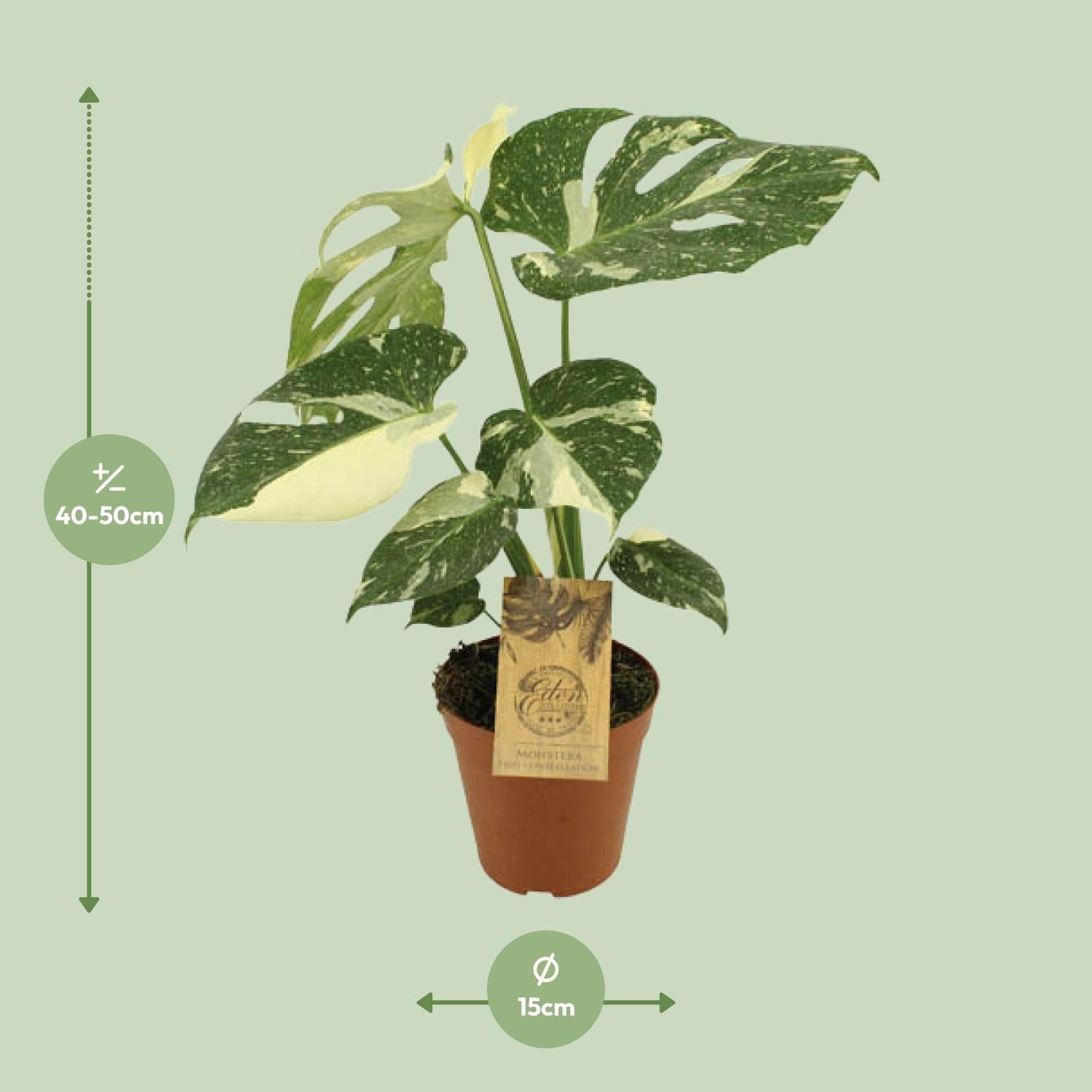 Monstera Thai Constellation | Ø15cm - 50cm hoog