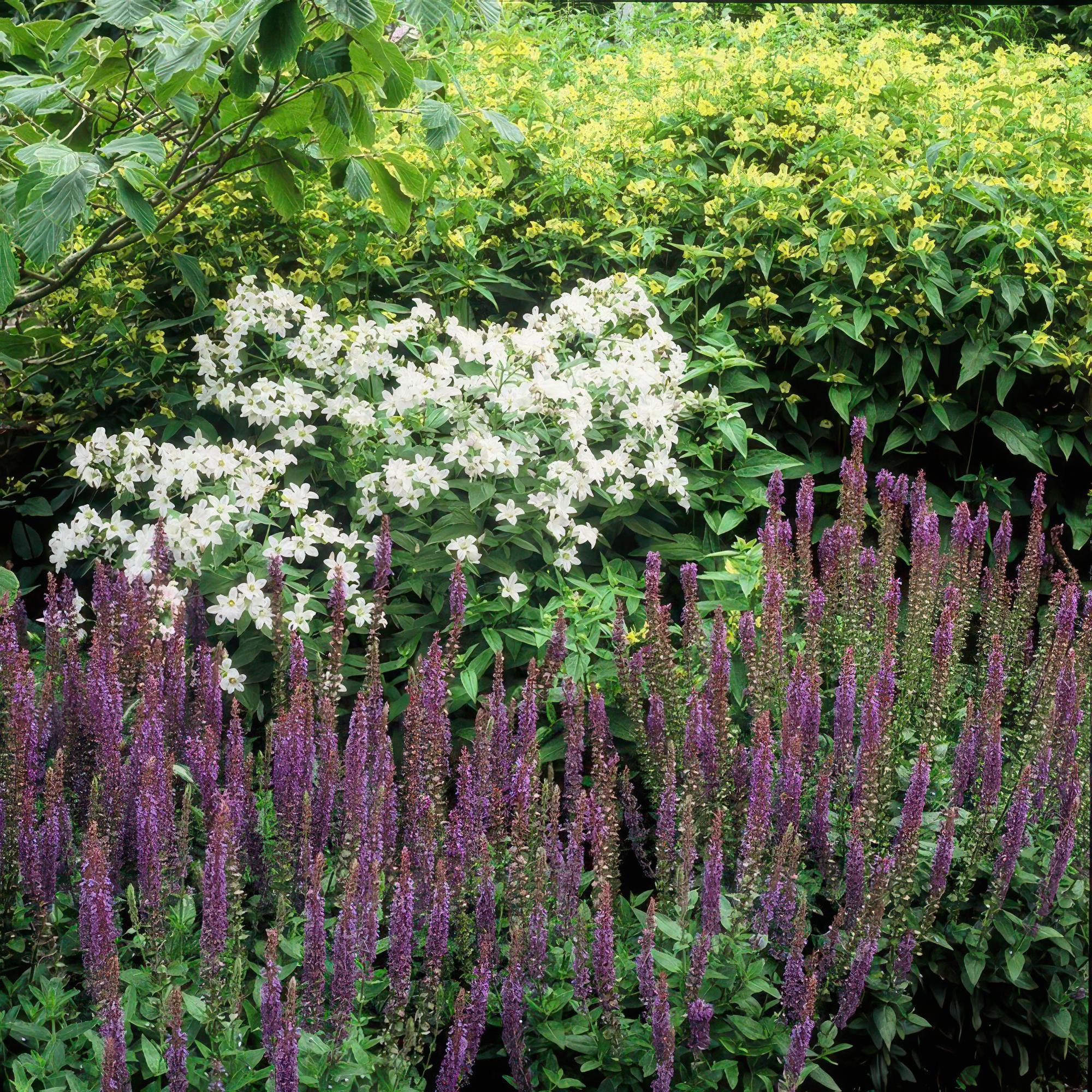 Salvia nemorosa 'Ostfriesland' | Paarse vaste borderplant – Ø9 cm – ↕10-25 cm