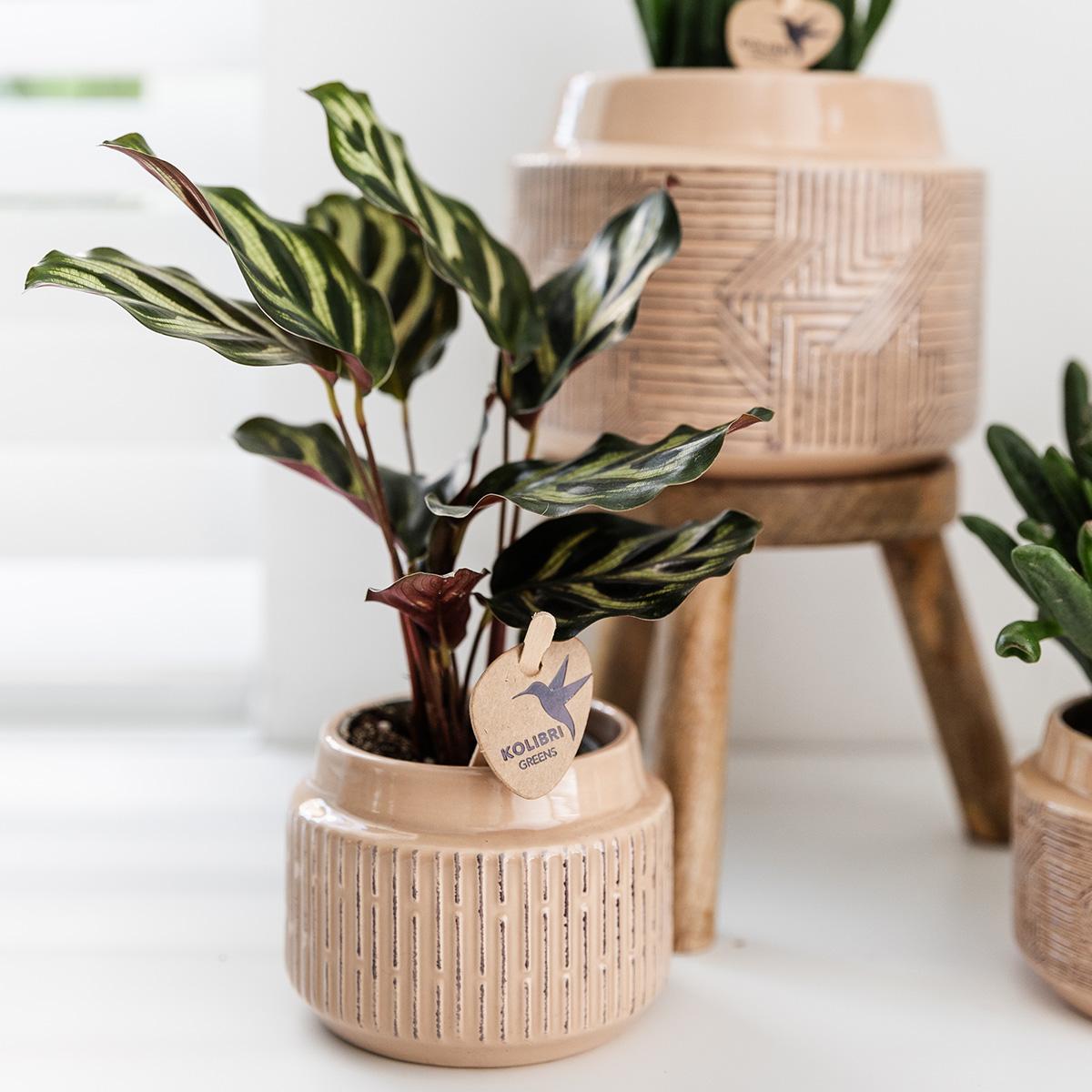 Calathea Makoyana | Compacte kamerplant Ø6cm of Ø9cm