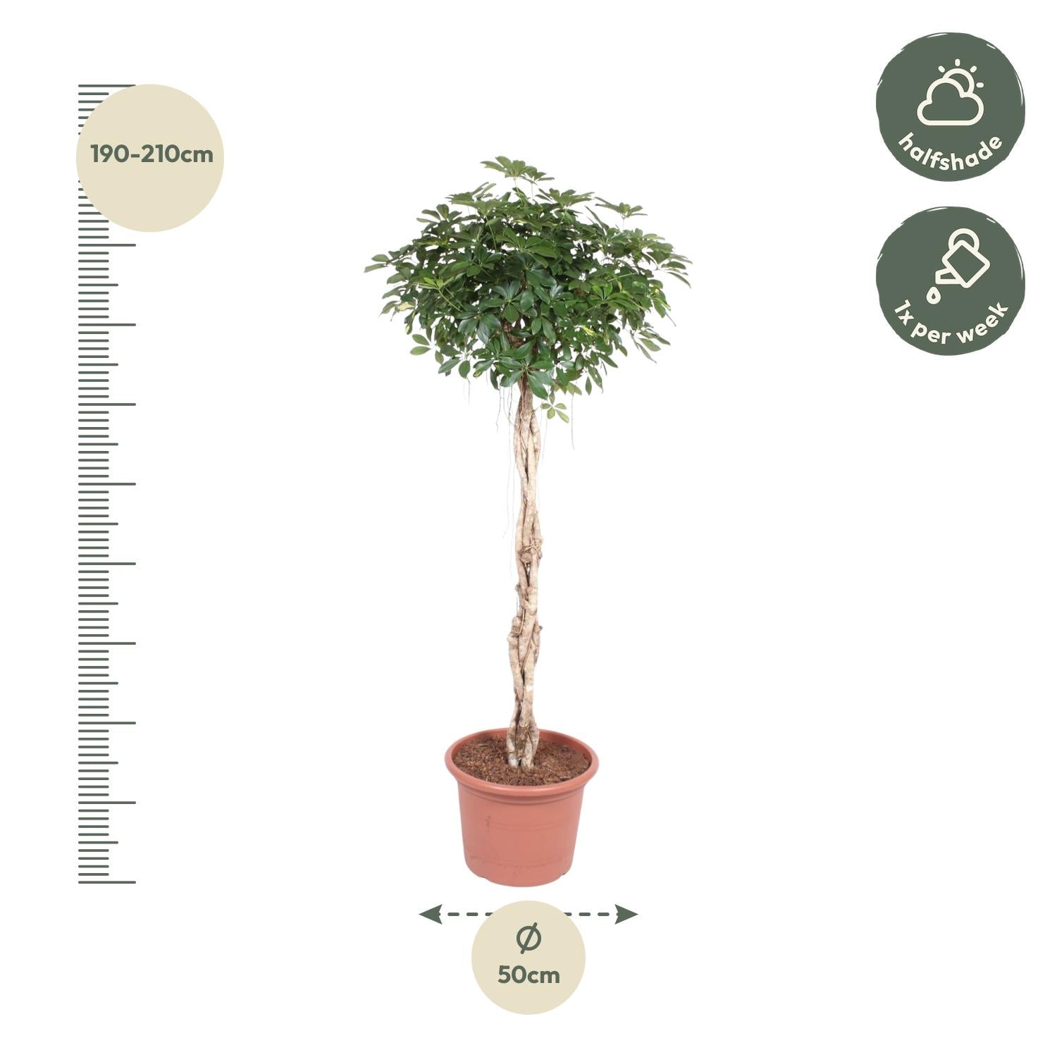 Schefflera Arboricola | Compacta gevlochten stam - 200 cm - Ø50 cm