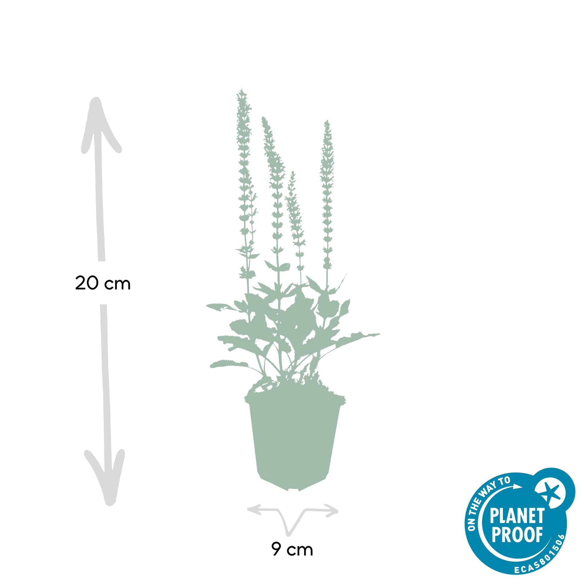Salvia nemorosa 'Ostfriesland' | Paarse vaste borderplant – Ø9 cm – ↕10-25 cm