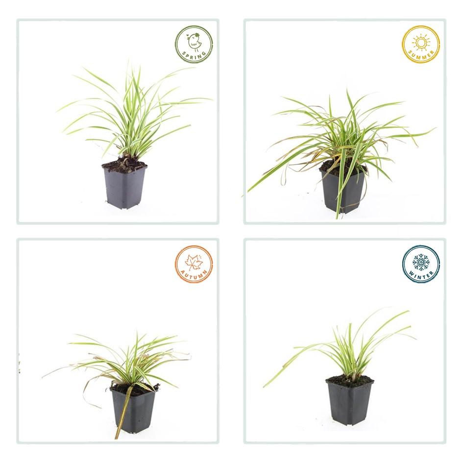 Carex morrowii 'Aureovariegata' | Compact siergras Ø9cm - ↕10-25cm