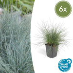 Festuca glauca 'Elijah Bleu' | Blauw siergras Ø9cm - ↕10-25cm