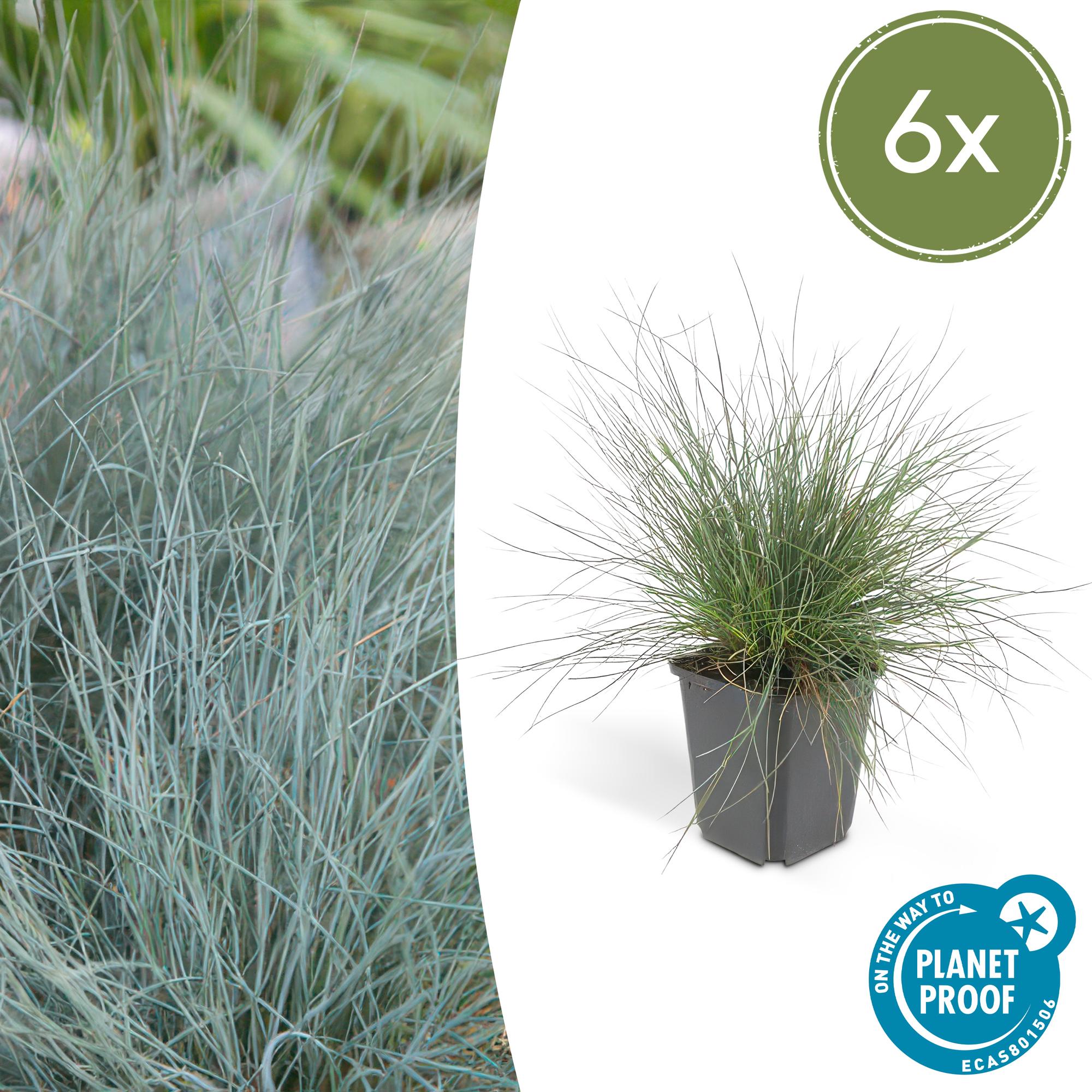 Festuca glauca 'Elijah Bleu' | Blauw siergras Ø9cm - ↕10-25cm