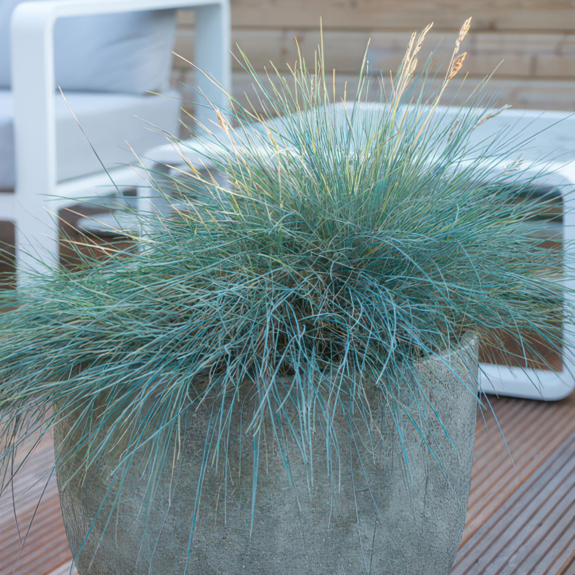 Festuca glauca 'Elijah Bleu' | Blauw siergras Ø9cm - ↕10-25cm
