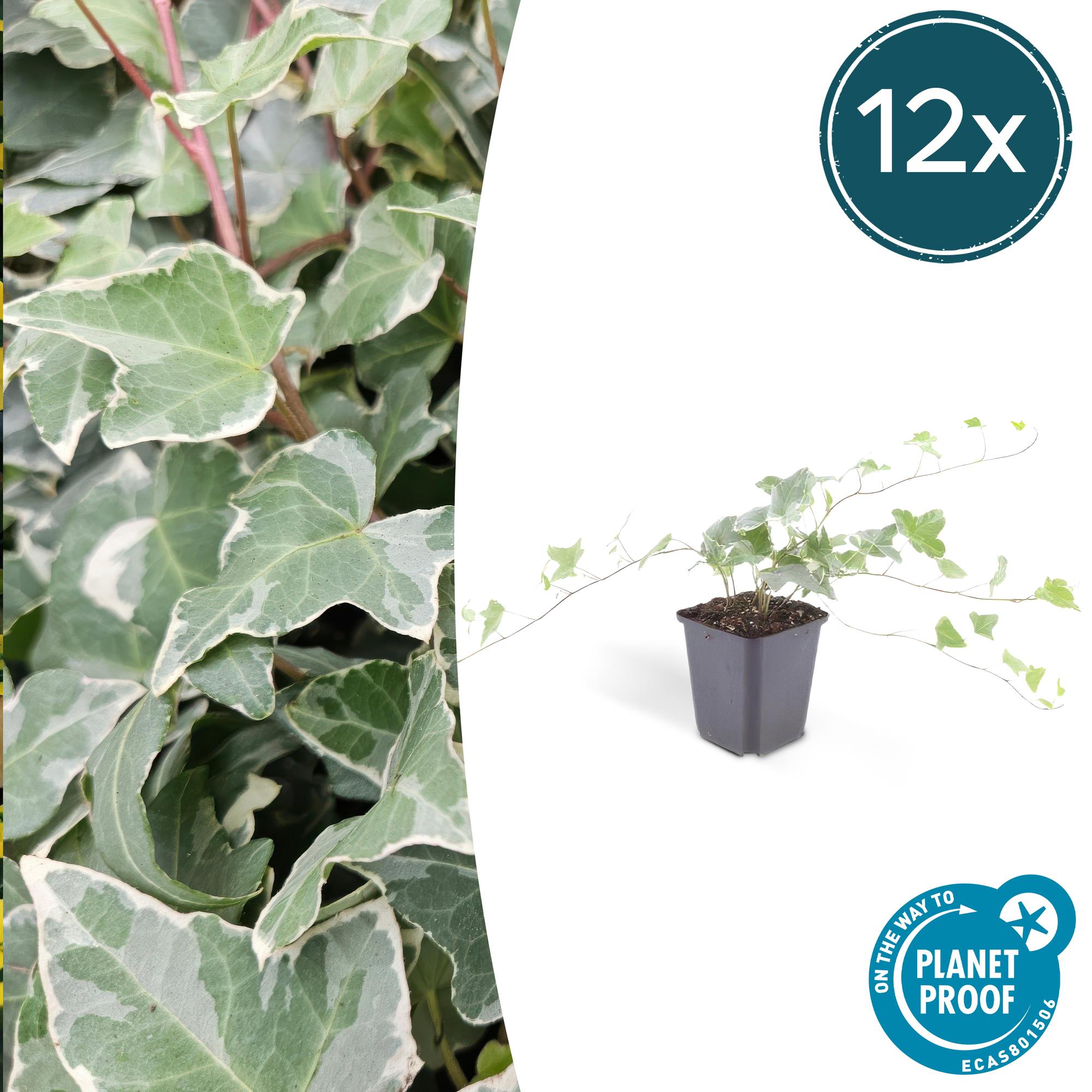 Hedera helix 'Glacier' | Bonte klimop – Ø9 cm – ↕10-25 cm