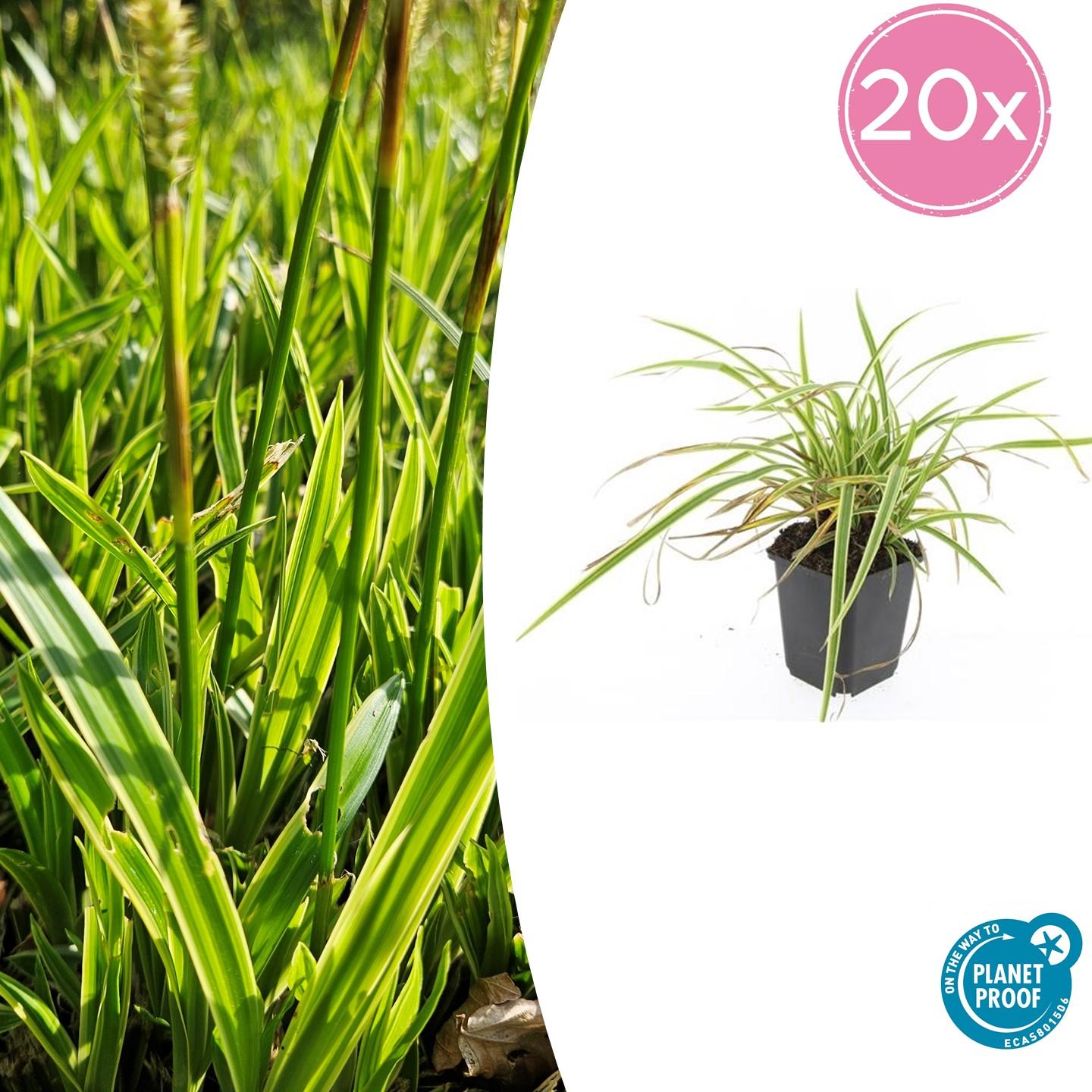 Carex morrowii 'Aureovariegata' | Compact siergras Ø9cm - ↕10-25cm