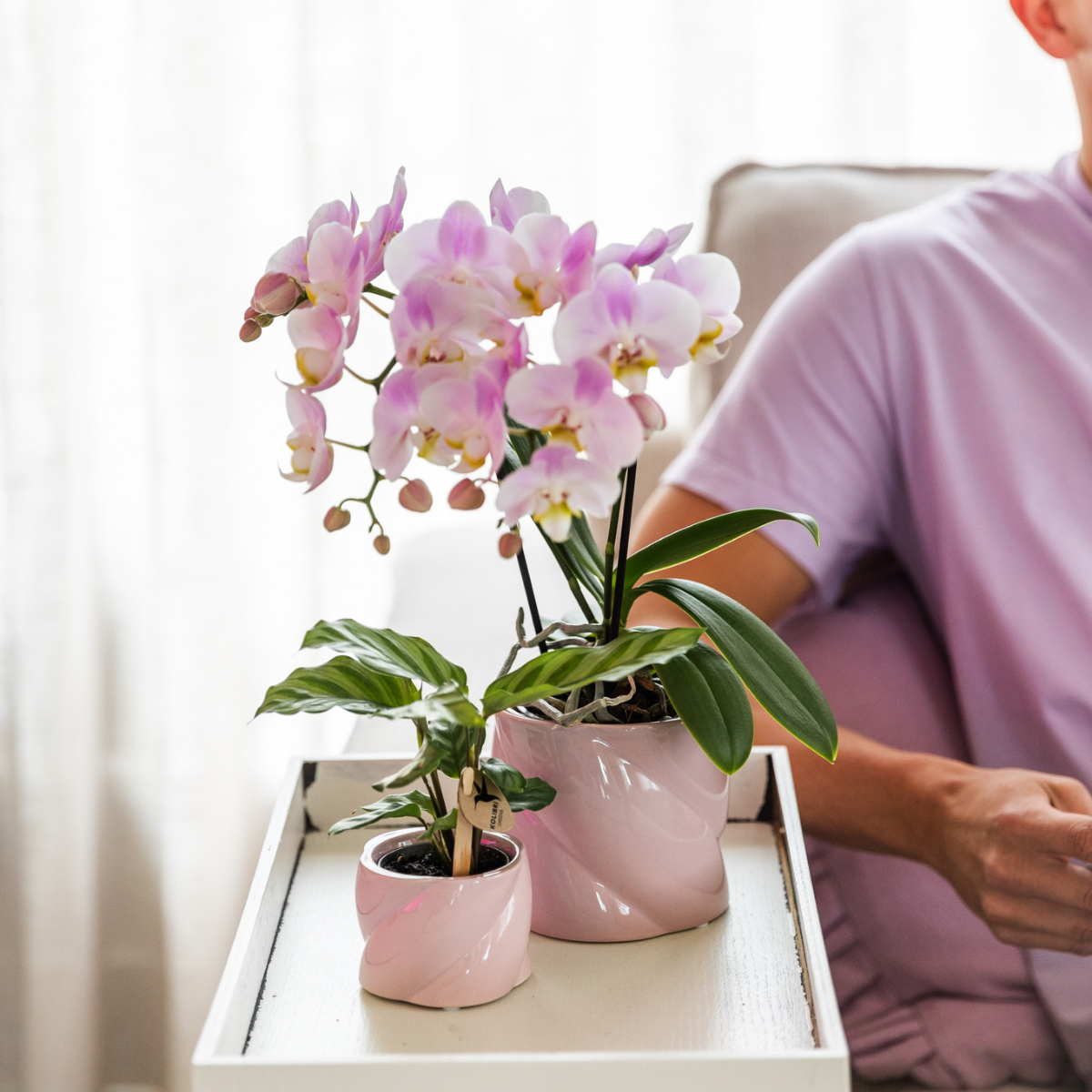 Calathea - Ø6 cm of Ø9 cm | Mini kamerplant met opvallend blad