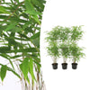 Bamboe | set van 6x Fargesia Rufa - Compacte, niet-woekerende bamboe
