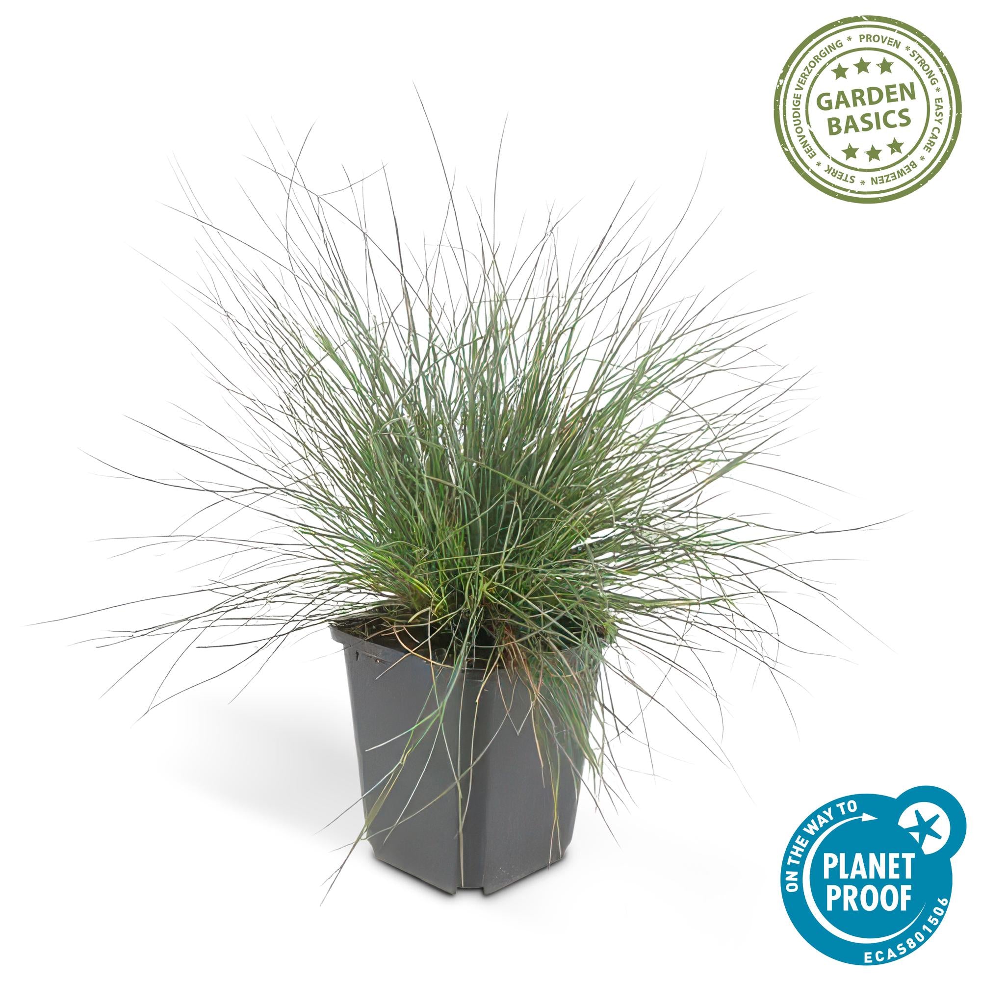 Festuca glauca 'Elijah Bleu' | Blauw siergras Ø9cm - ↕10-25cm