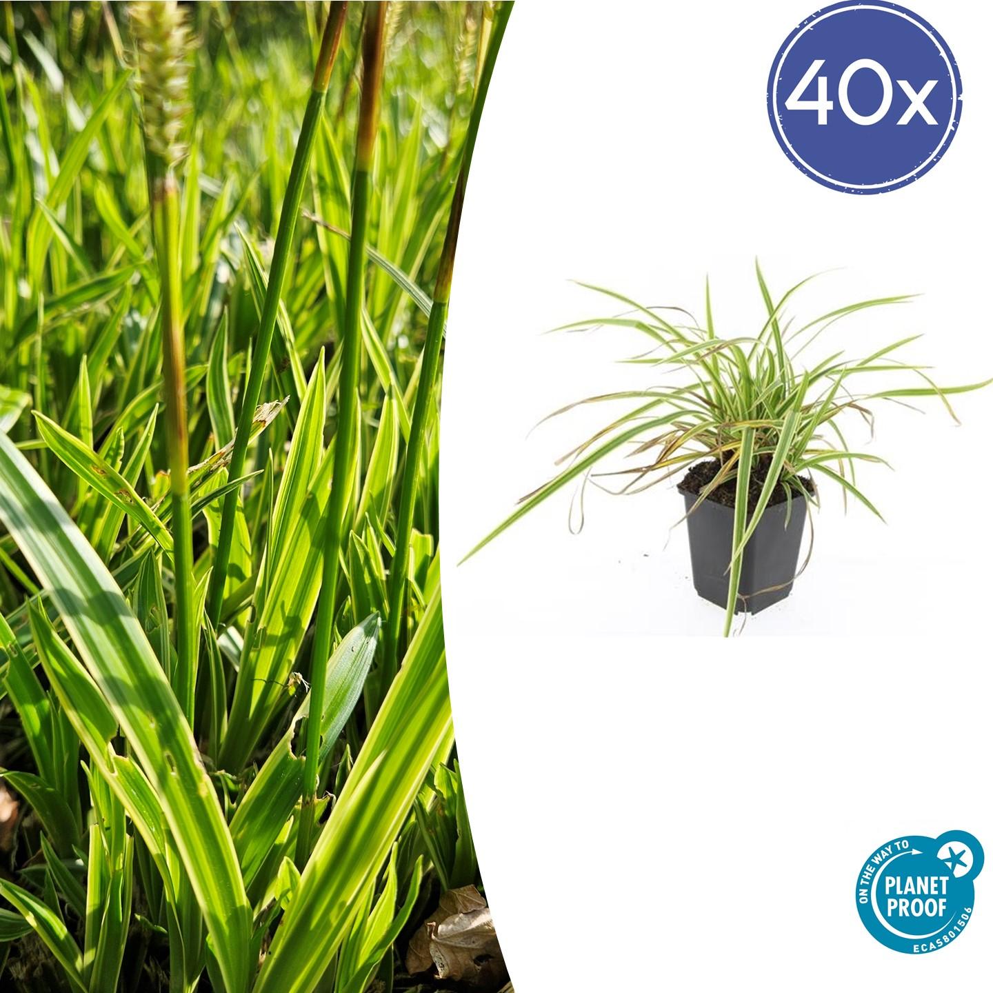 Carex morrowii 'Aureovariegata' | Compact siergras Ø9cm - ↕10-25cm