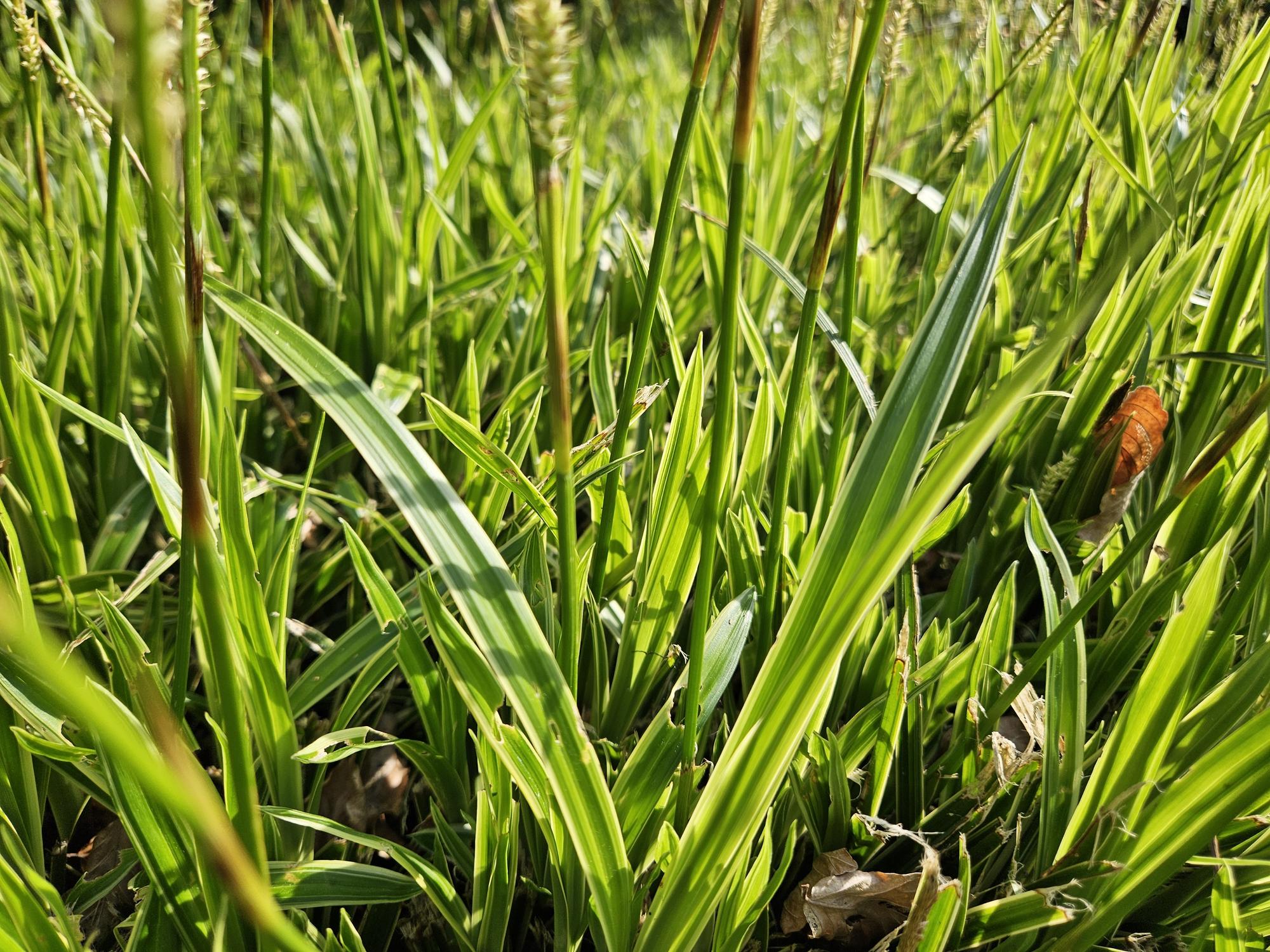Carex morrowii 'Aureovariegata' | Compact siergras Ø9cm - ↕10-25cm