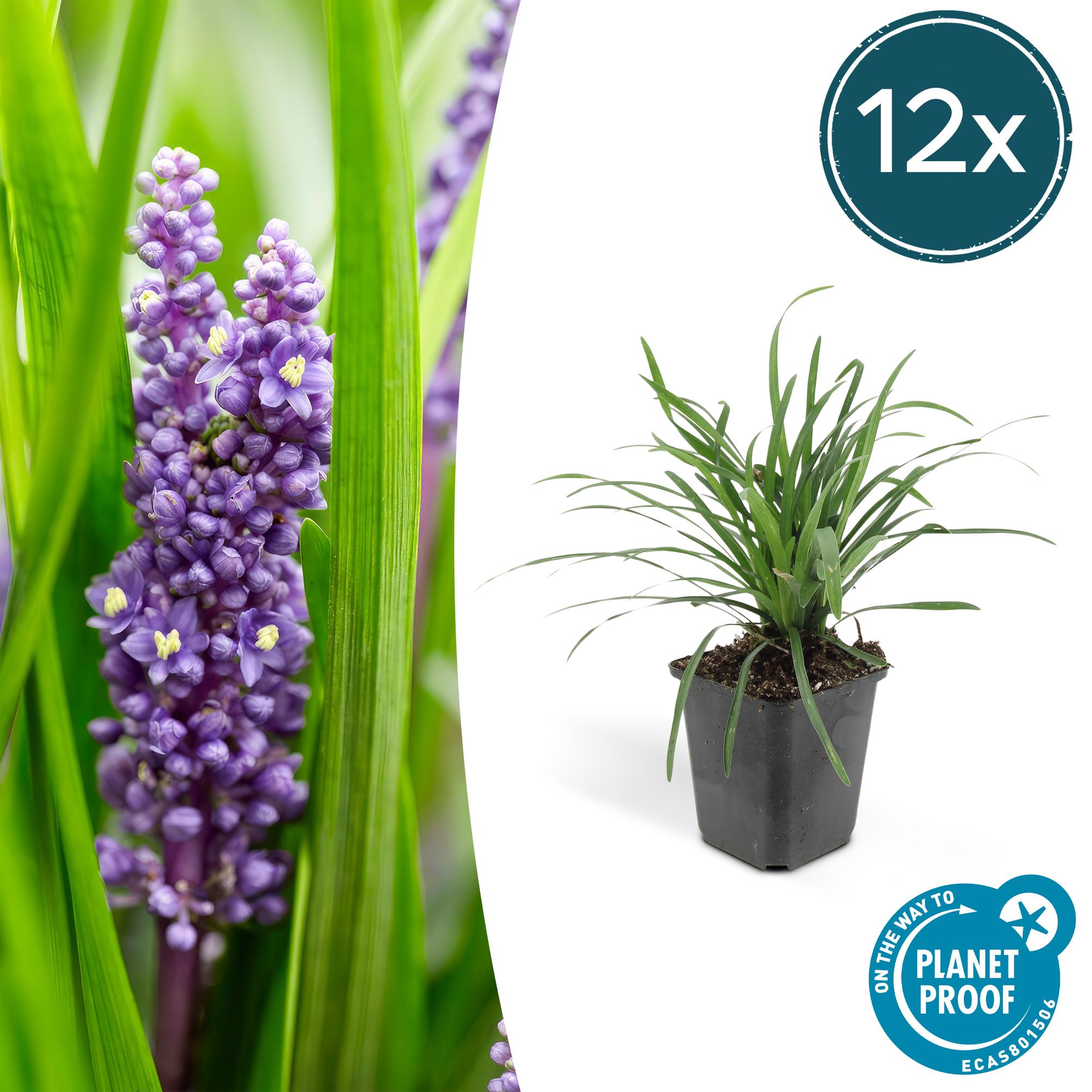 Liriope muscari 'Big Blue' | Sterke bodembedekker Ø9cm - ↕10-25cm