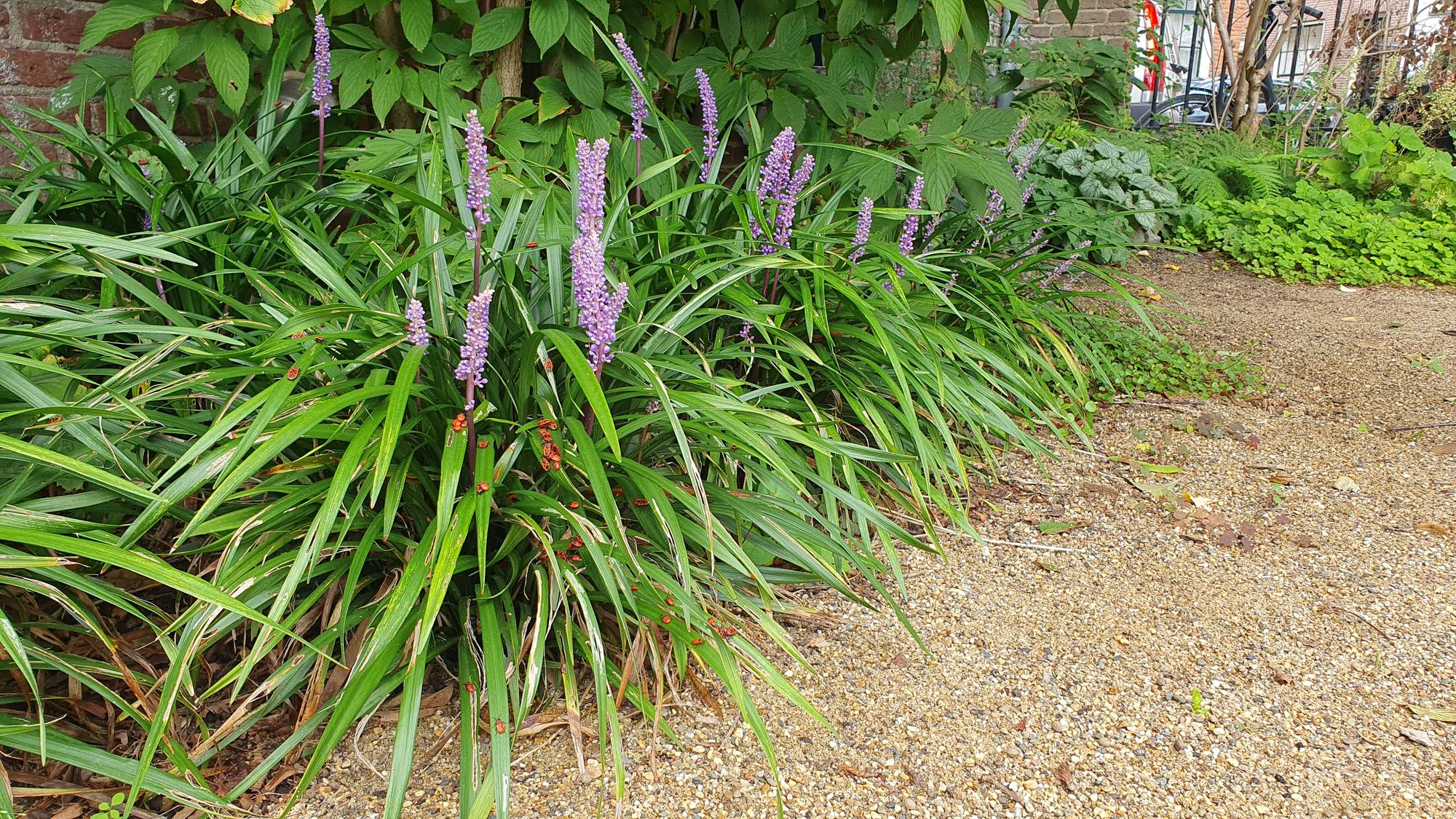 Liriope muscari 'Ingwersen' | Wintergroene bodembedekker Ø9cm - ↕10-25cm