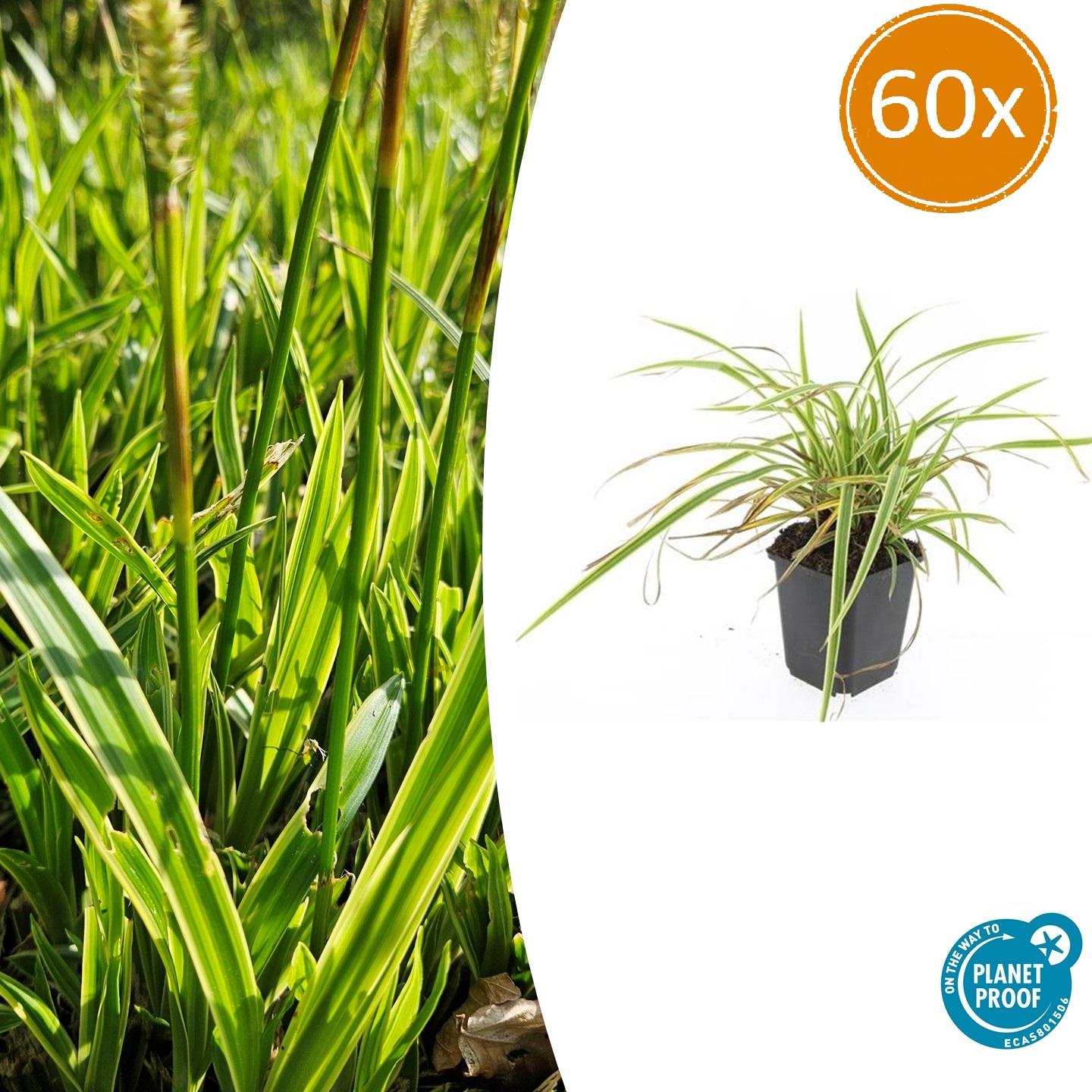 Carex morrowii 'Aureovariegata' | Compact siergras Ø9cm - ↕10-25cm