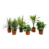 Verrassingsbox - 6 Kamerplanten - 20-40 cm - Ø12 cm | Groene variatie in huis