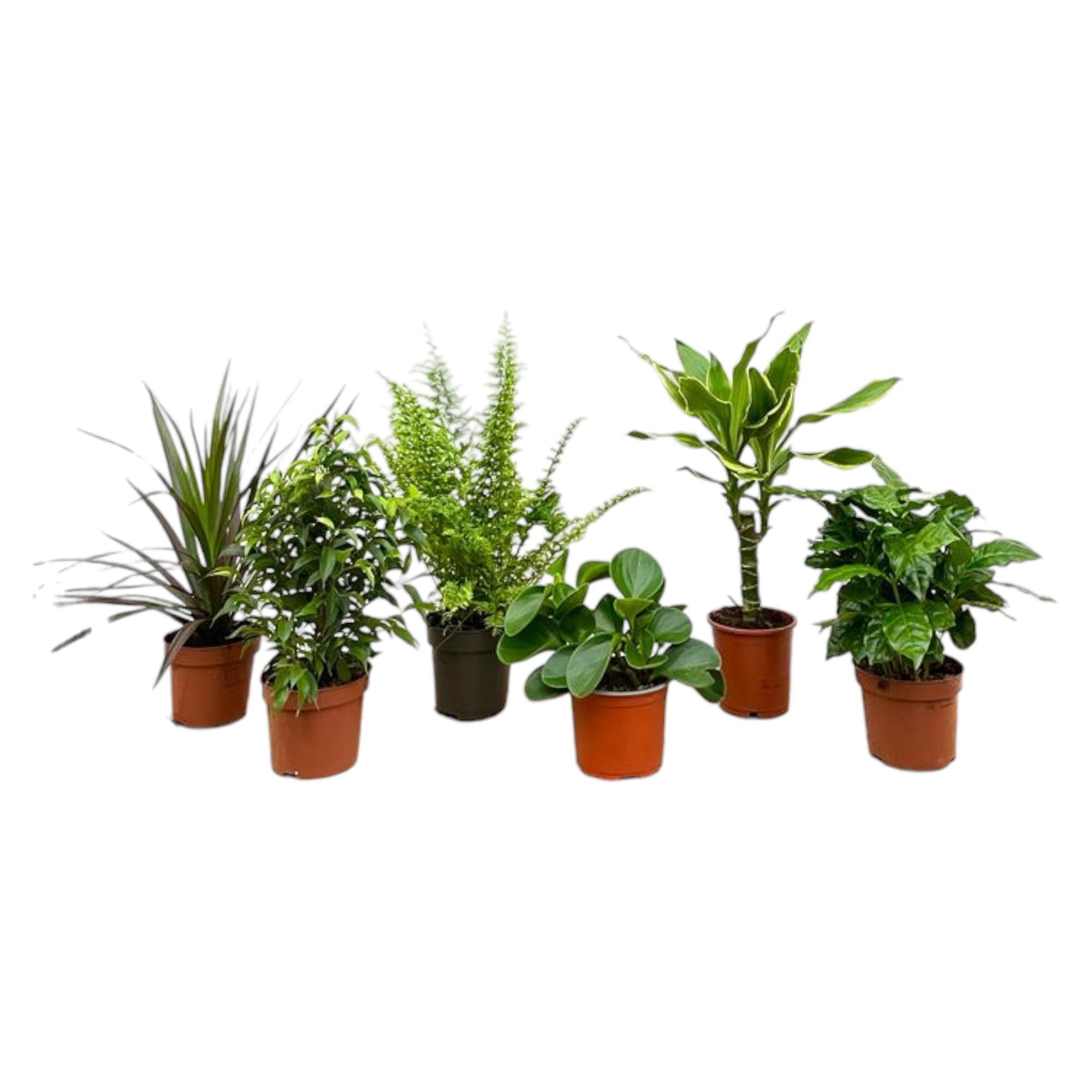 Verrassingsbox - 6 Kamerplanten - 20-40 cm - Ø12 cm | Groene variatie in huis