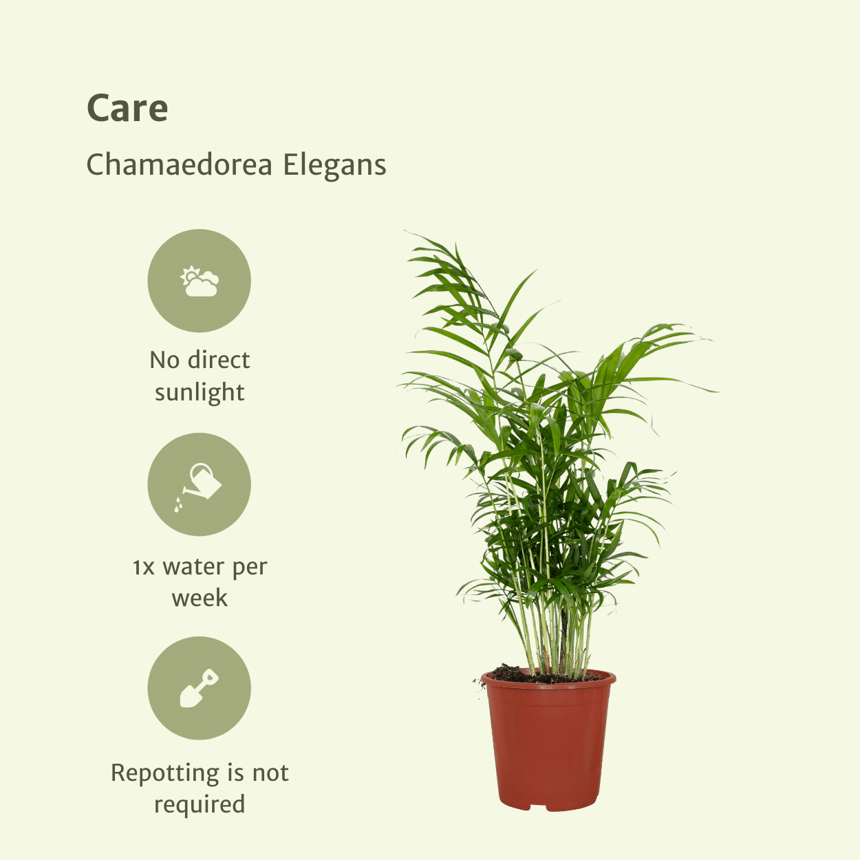 Chamaedorea Elegans | Mexicaanse bergpalm – 2 stuks – Ø17 cm – ↕55 cm