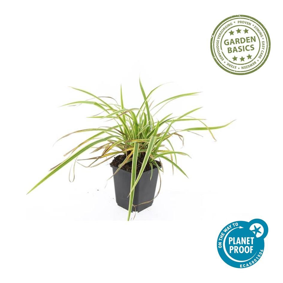 Carex morrowii 'Aureovariegata' | Compact siergras Ø9cm - ↕10-25cm