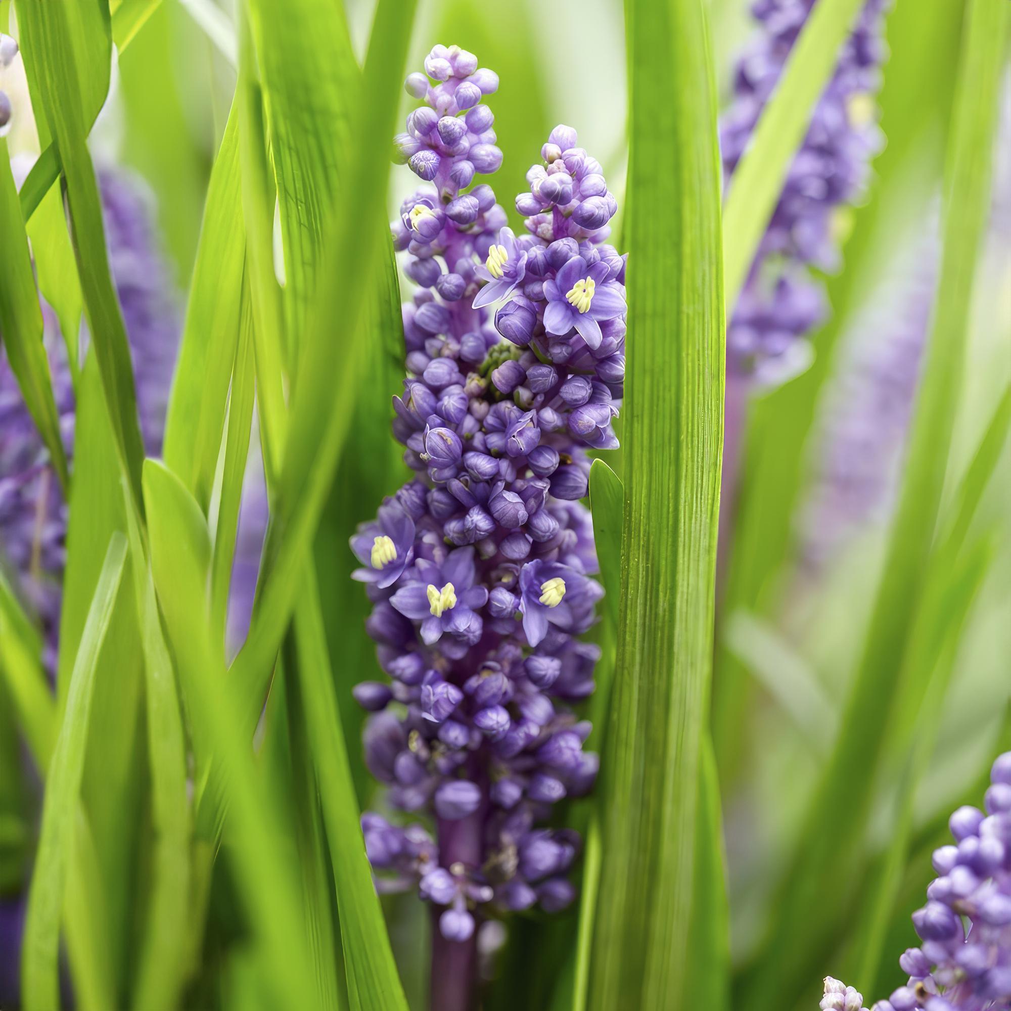 Liriope muscari 'Big Blue' | Sterke bodembedekker Ø9cm - ↕10-25cm