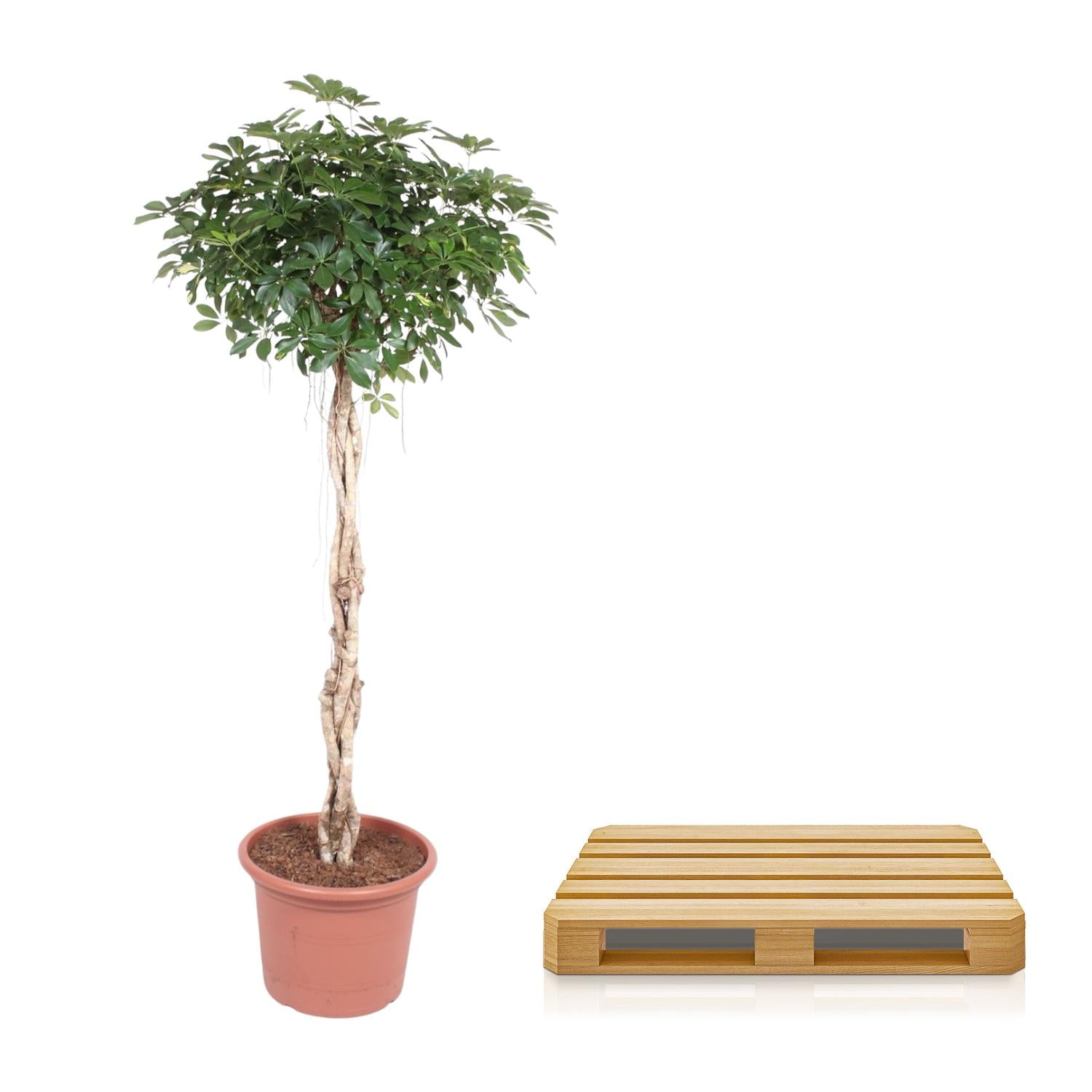 Schefflera Arboricola | Compacta gevlochten stam - 200 cm - Ø50 cm
