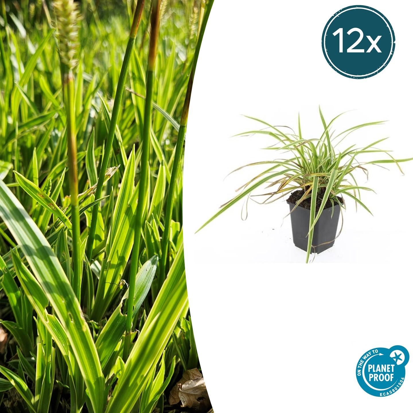 Carex morrowii 'Aureovariegata' | Compact siergras Ø9cm - ↕10-25cm