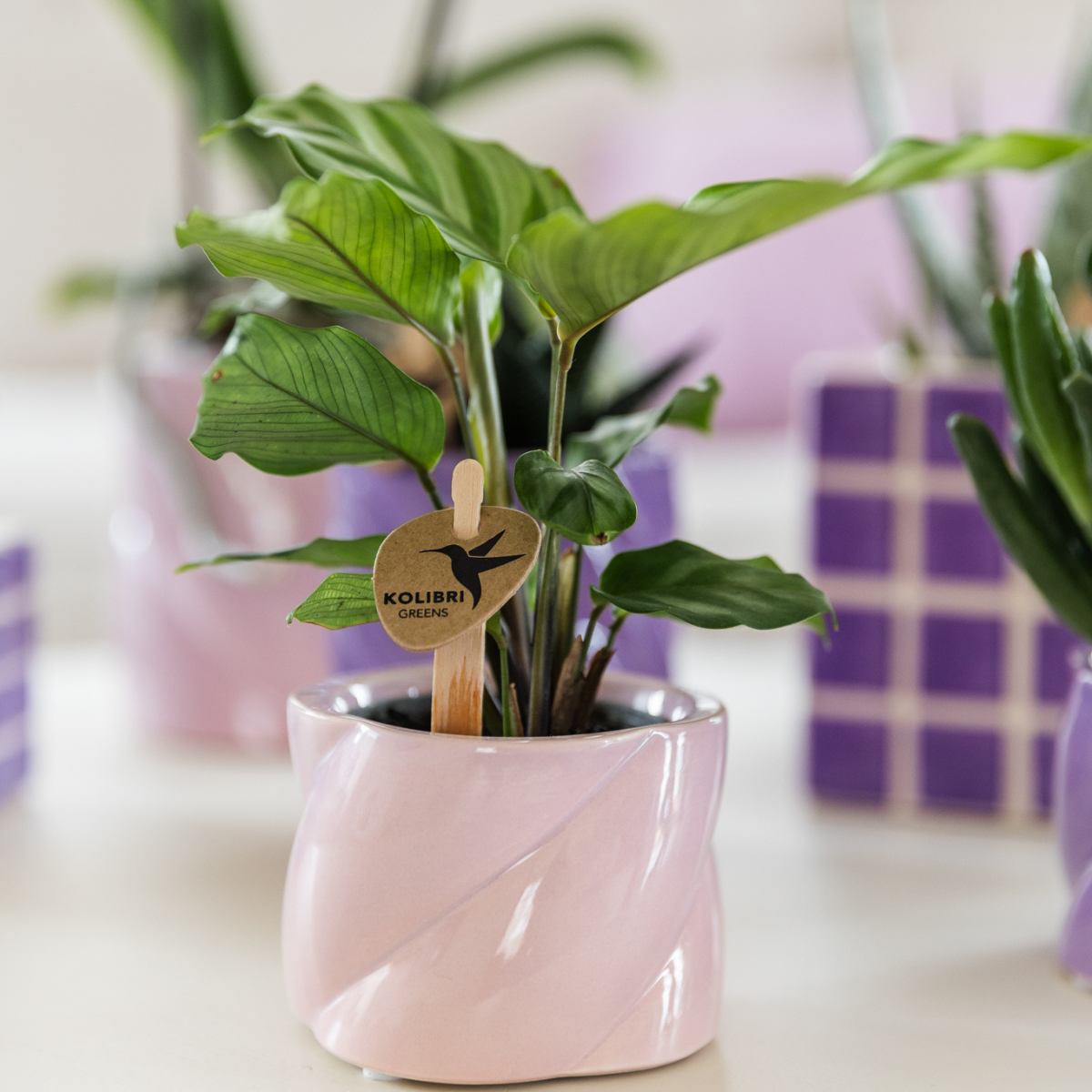 Calathea - Ø6 cm of Ø9 cm | Mini kamerplant met opvallend blad