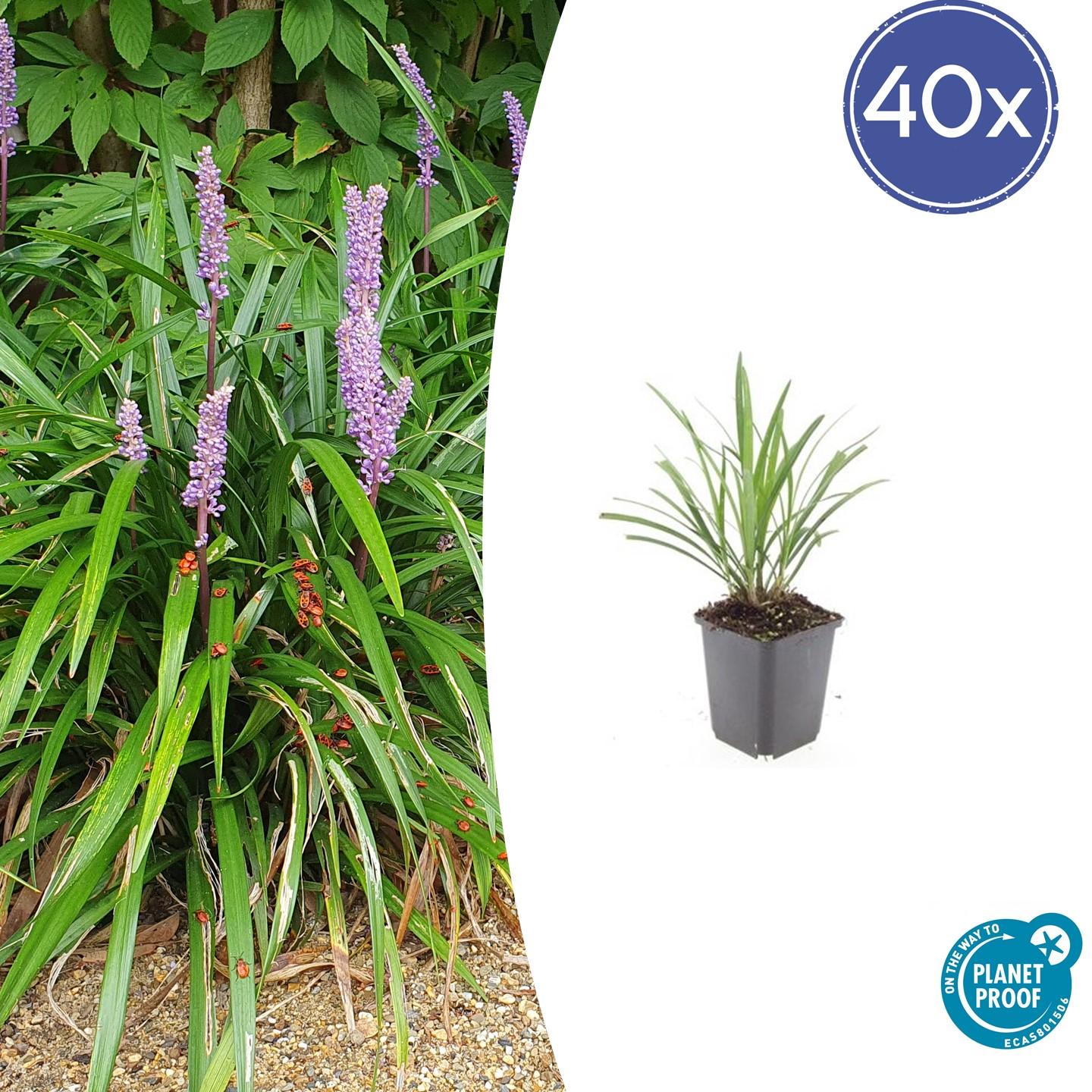 Liriope muscari 'Ingwersen' | Wintergroene bodembedekker Ø9cm - ↕10-25cm
