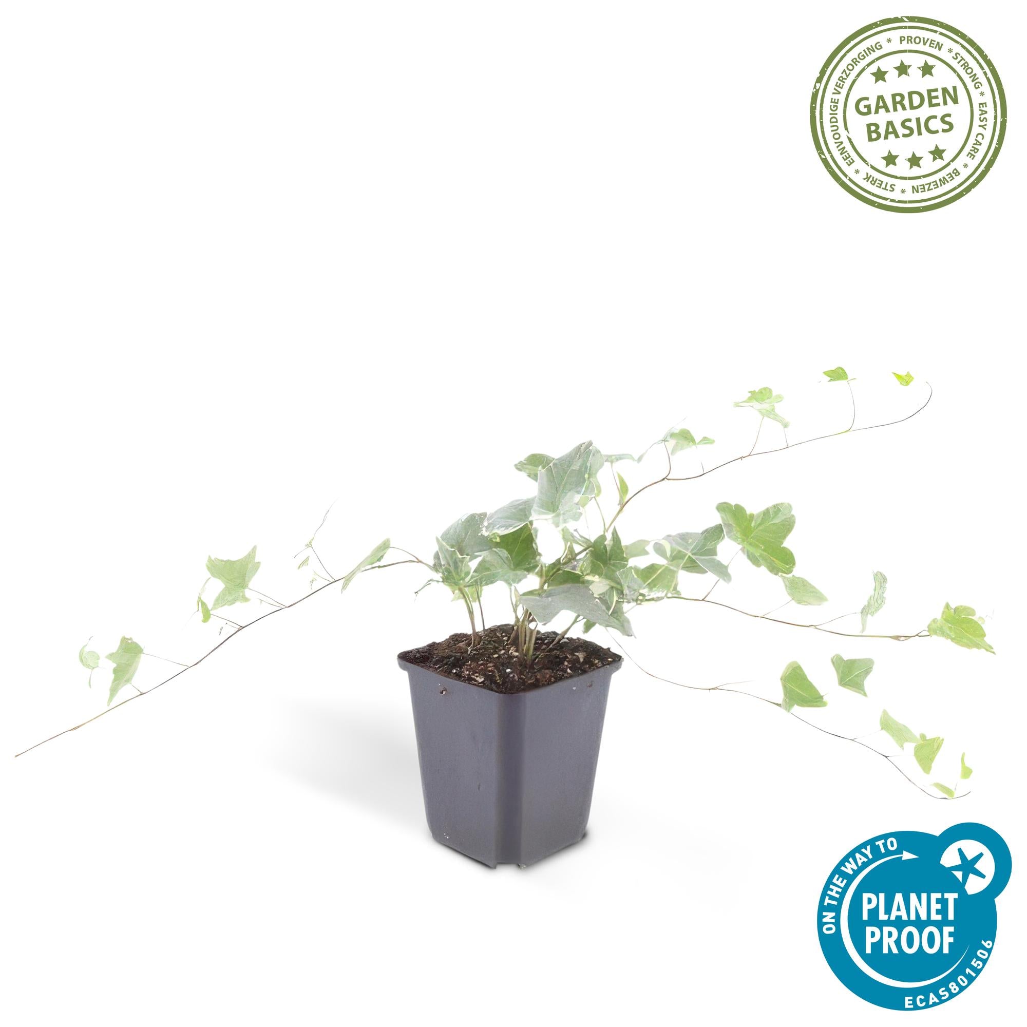 Hedera helix 'Glacier' | Bonte klimop – Ø9 cm – ↕10-25 cm