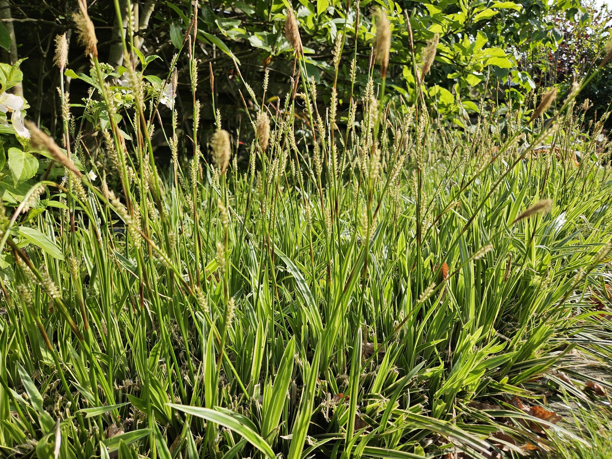 Carex morrowii 'Aureovariegata' | Compact siergras Ø9cm - ↕10-25cm