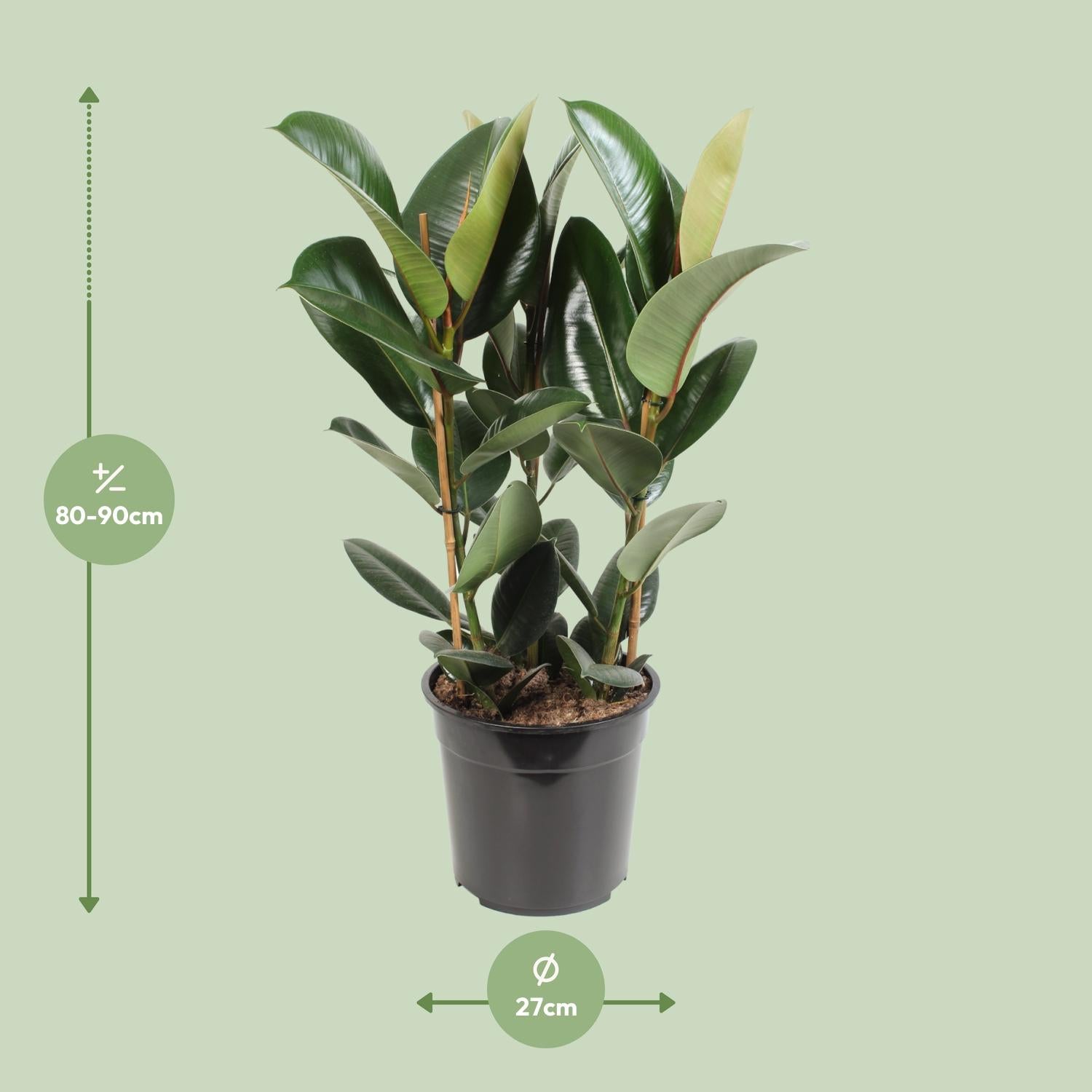Ficus Elastica Robusta | 85 cm - Ø27 cm - Sterke & stijlvolle kamerplant