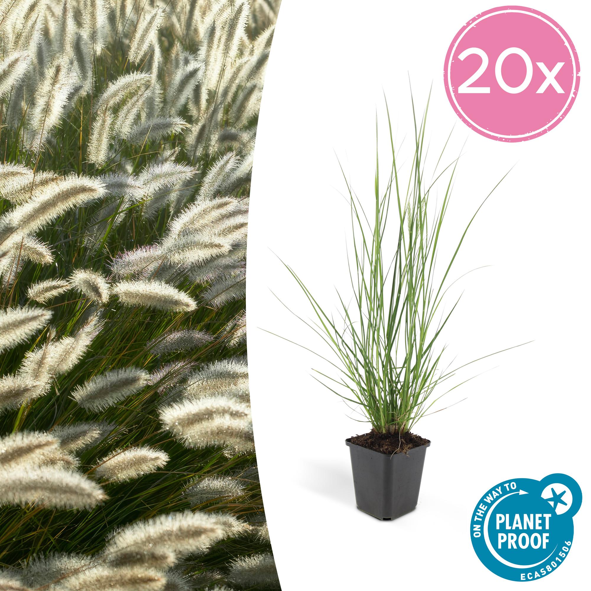 Pennisetum alopecuroides 'Hameln' | Diverse sets siergrassen - Ø 9 cm - ↕ 10-25 cm