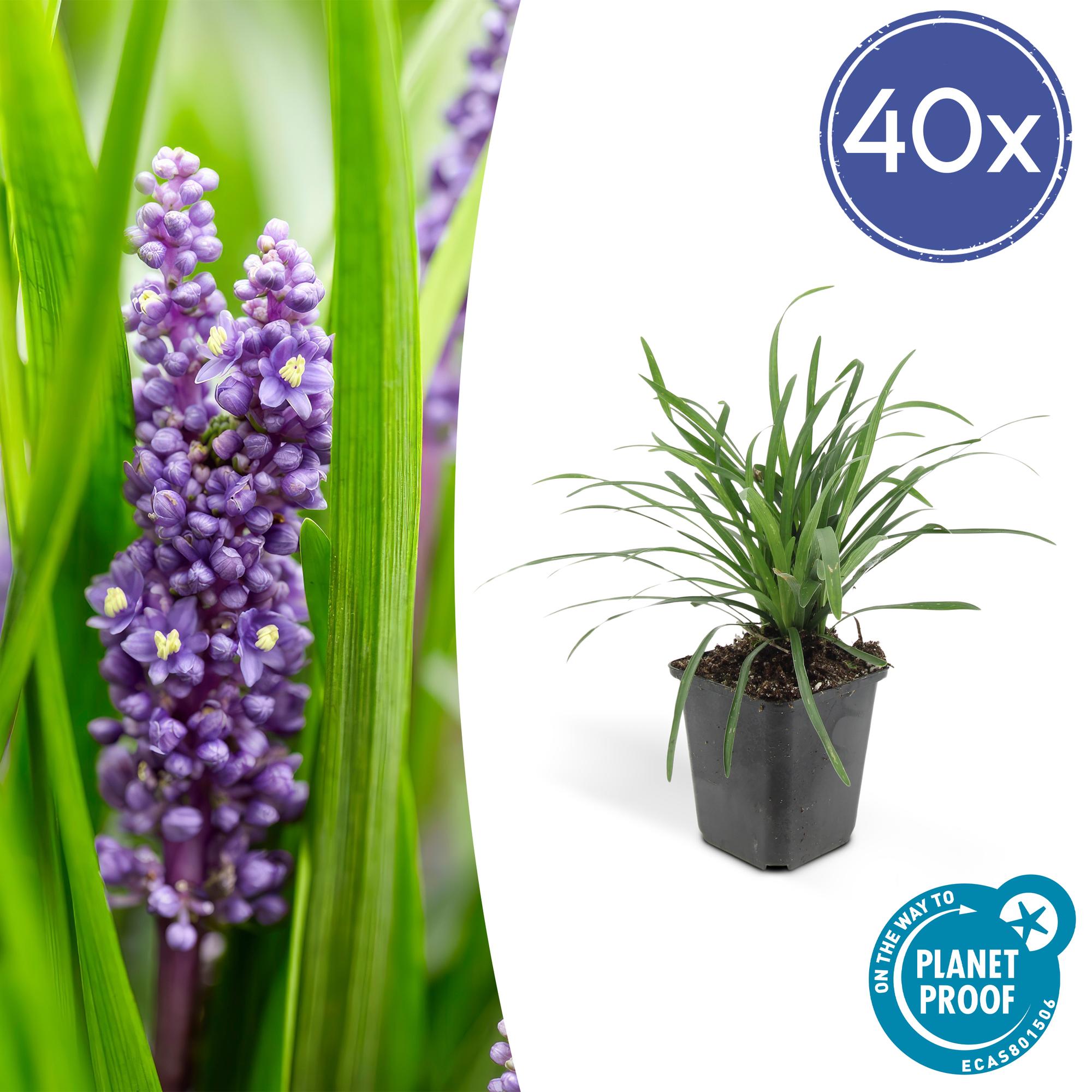 Liriope muscari 'Big Blue' | Sterke bodembedekker Ø9cm - ↕10-25cm