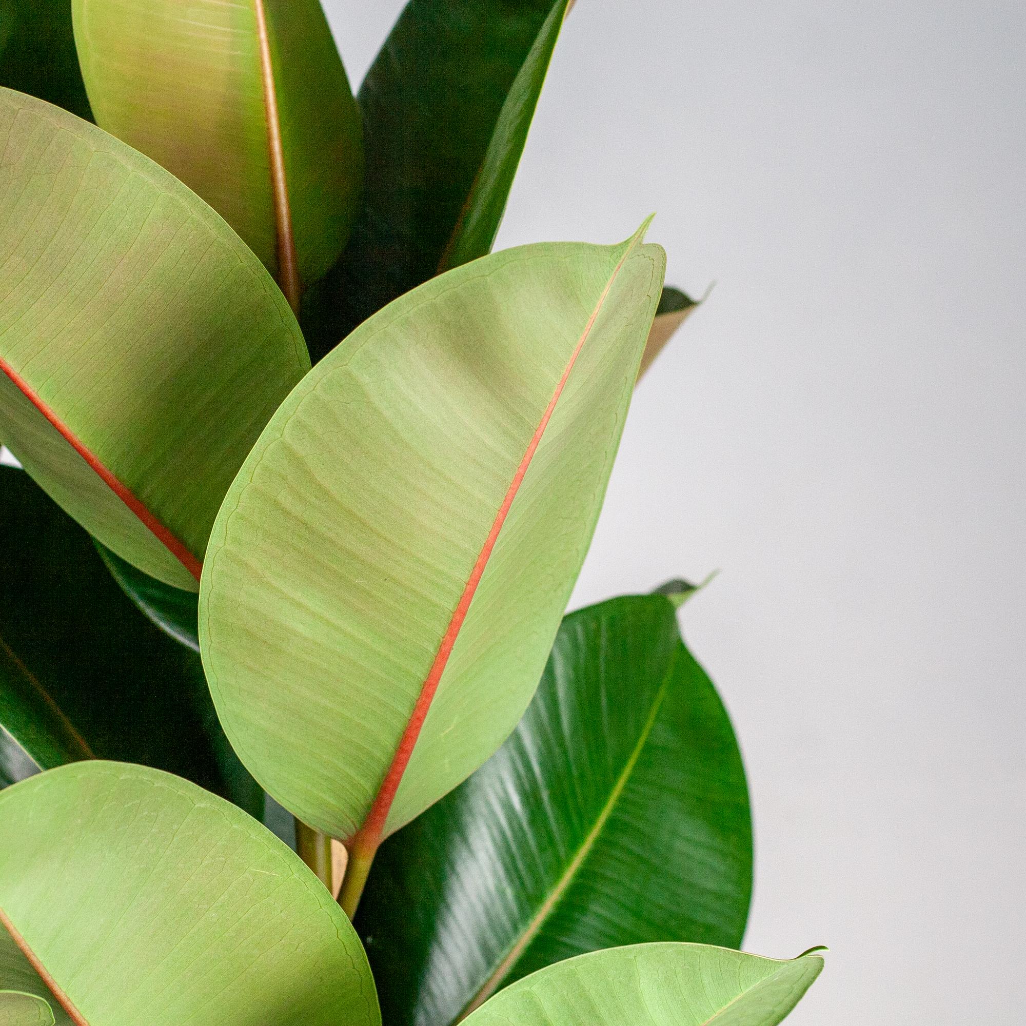 Ficus Elastica Robusta | XL met mand Torun - 90cm - Ø27