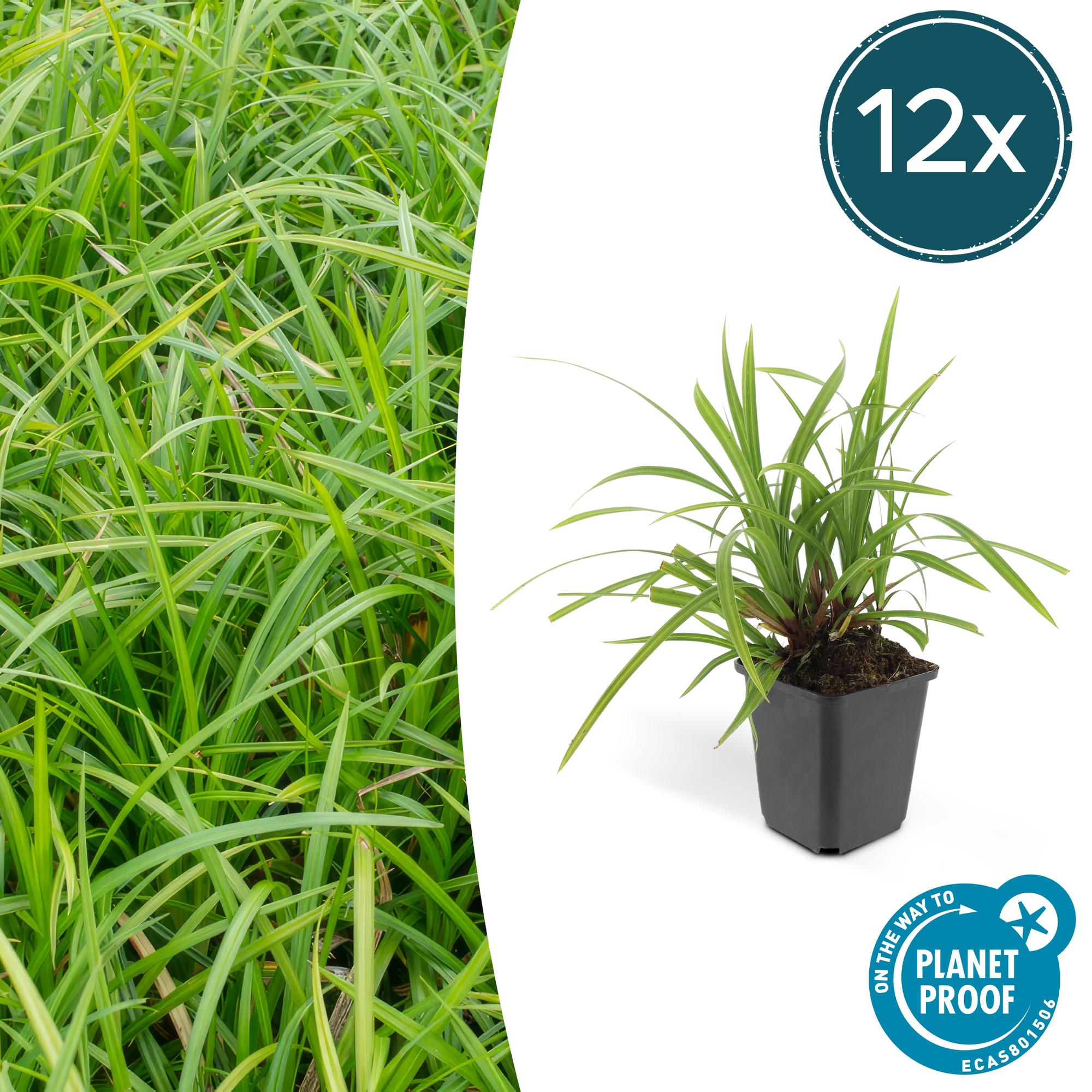 Carex morrowii 'Irish Green' | Wintergroen siergras Ø9cm - ↕10-25cm