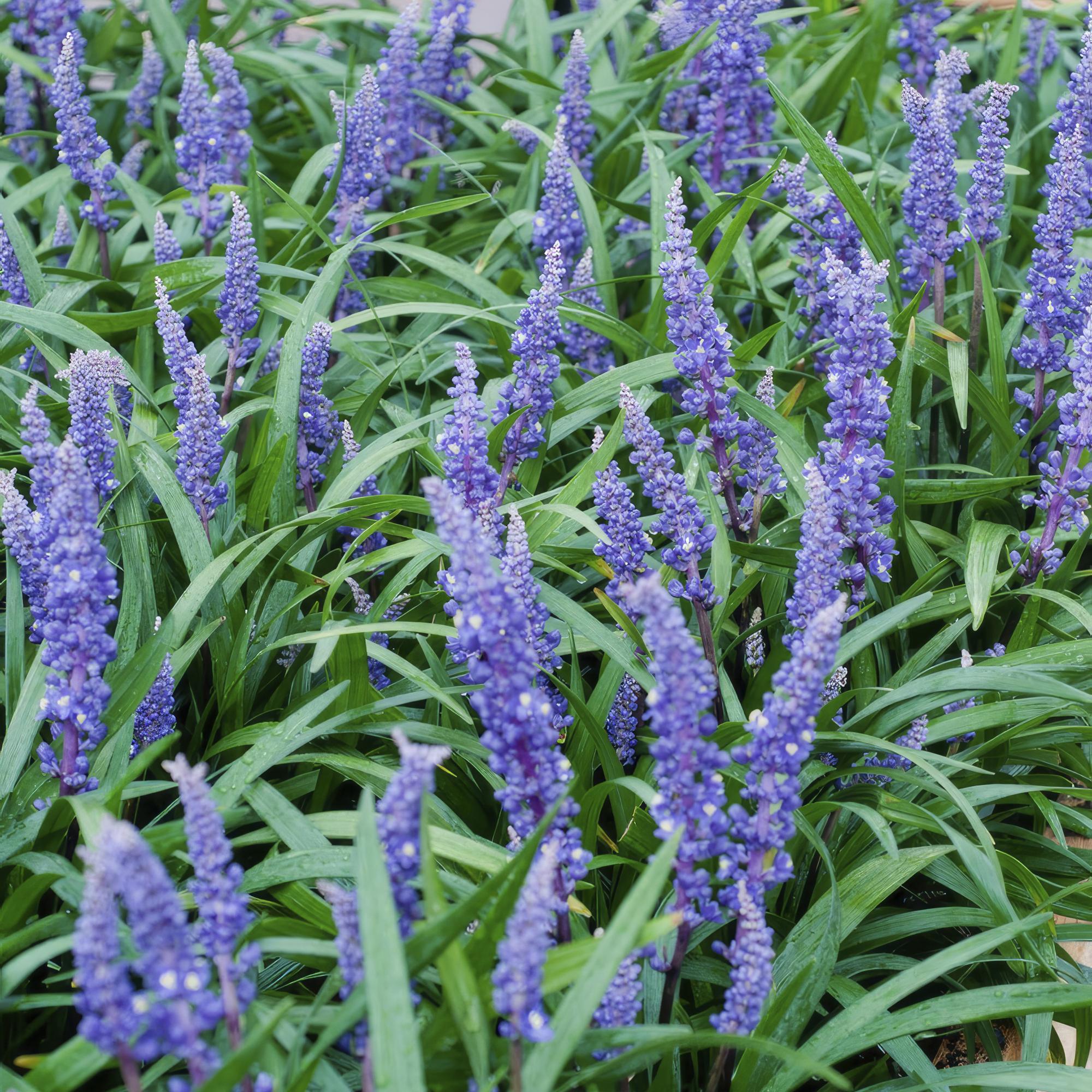 Liriope muscari 'Big Blue' | Sterke bodembedekker Ø9cm - ↕10-25cm