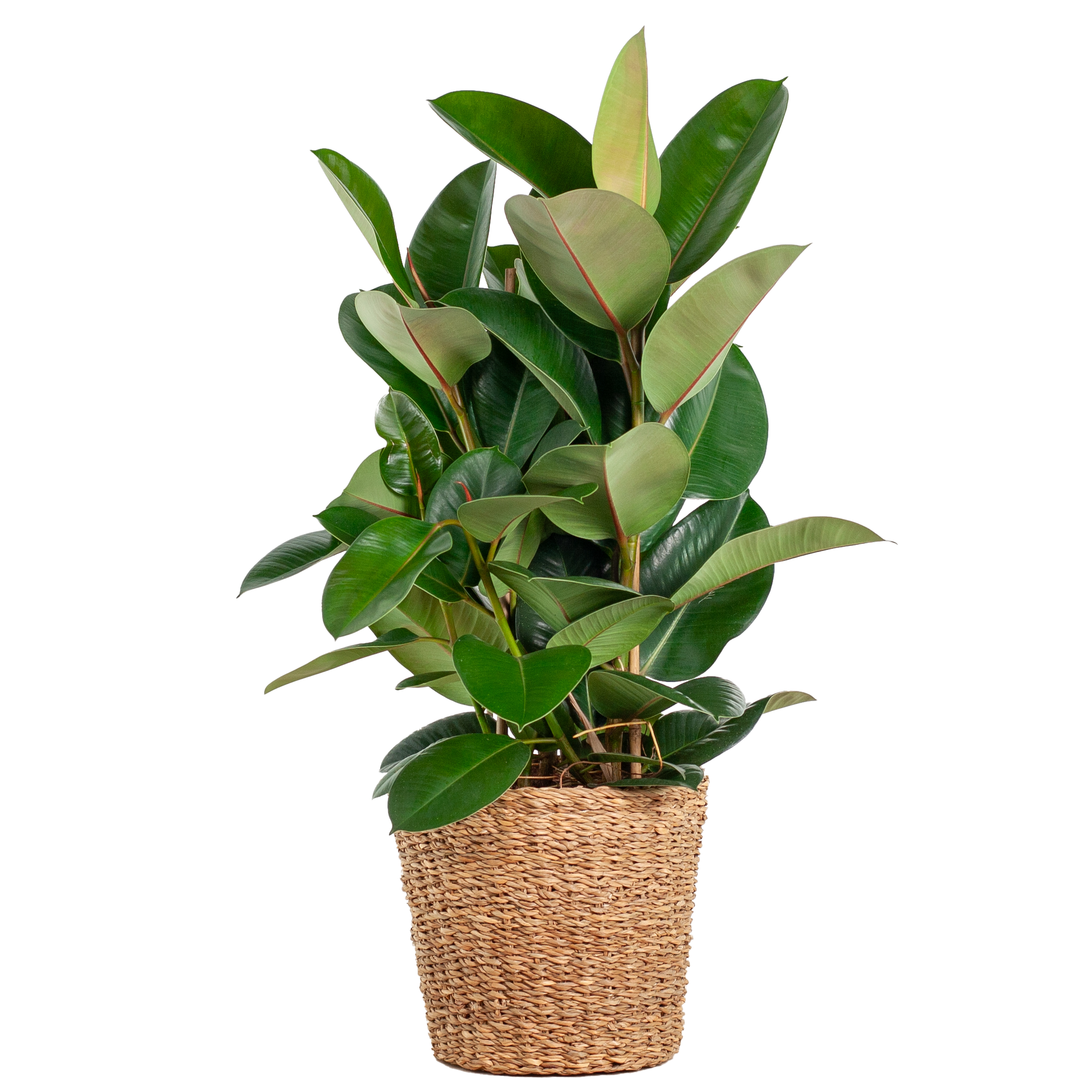 Ficus Elastica Robusta | XL met mand Torun - 90cm - Ø27