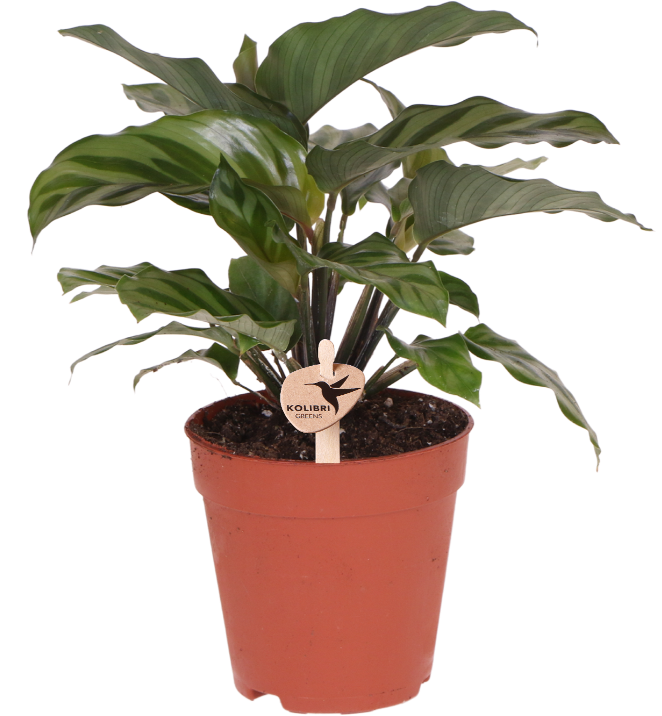 Calathea - Ø6 cm of Ø9 cm | Mini kamerplant met opvallend blad