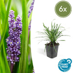 Liriope muscari 'Big Blue' | Sterke bodembedekker Ø9cm - ↕10-25cm