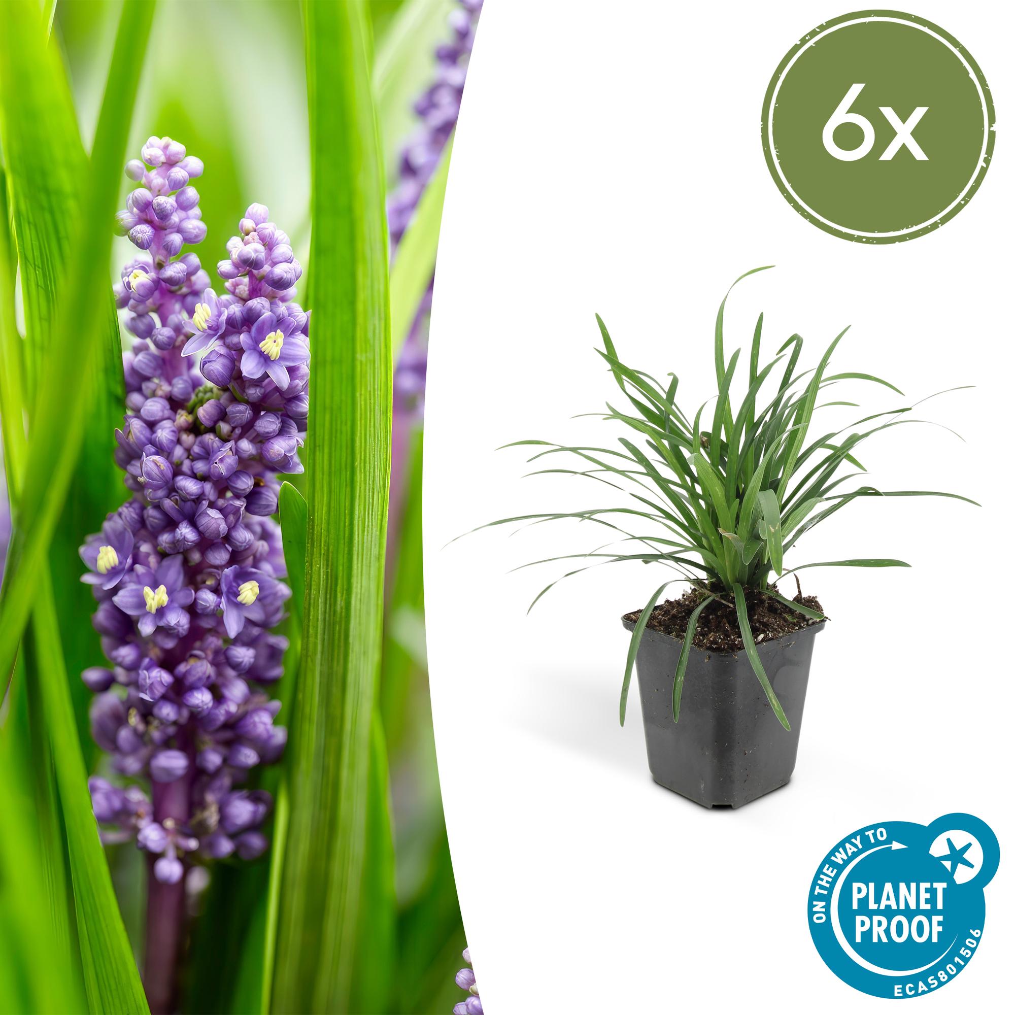 Liriope muscari 'Big Blue' | Sterke bodembedekker Ø9cm - ↕10-25cm