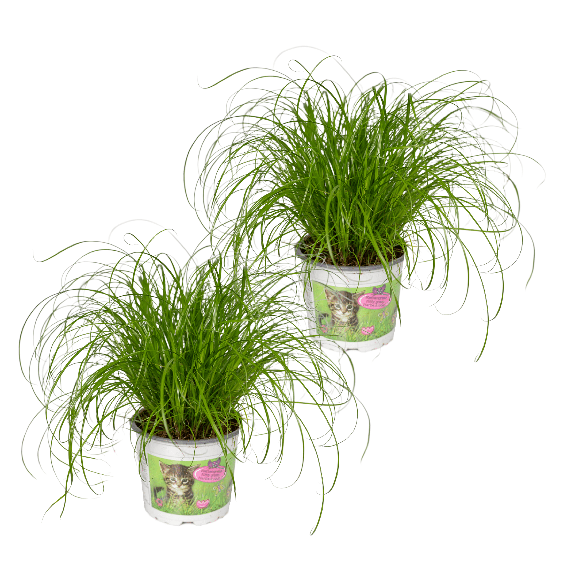 Kattengras | Cyperus Alternifolius 1, 2 of 4 stuks - Voor blije katten