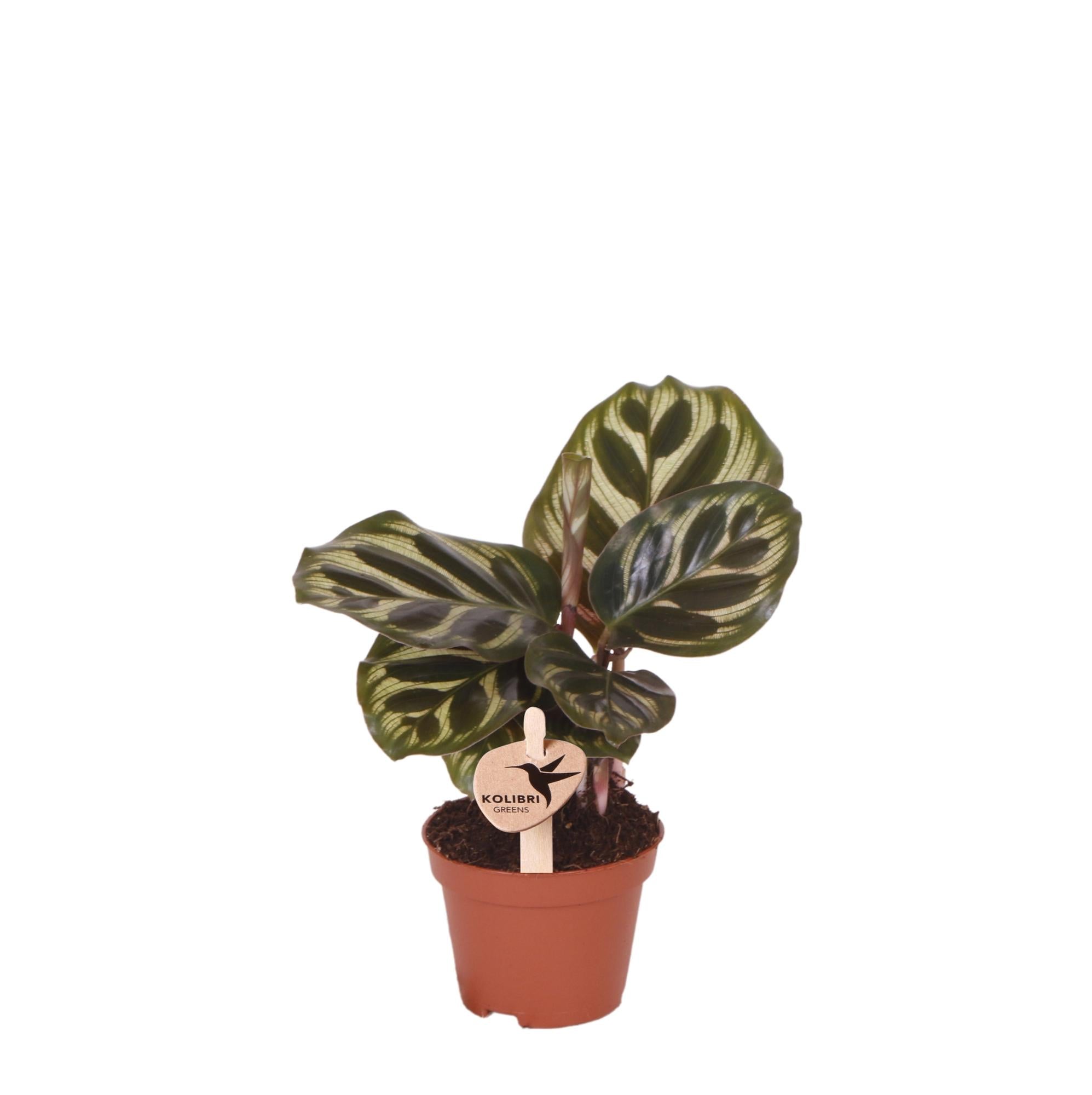 Calathea Makoyana | Compacte kamerplant Ø6cm of Ø9cm