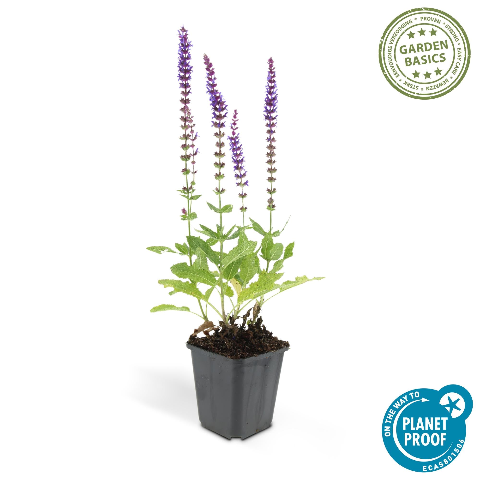 Salvia nemorosa 'Ostfriesland' | Paarse vaste borderplant – Ø9 cm – ↕10-25 cm