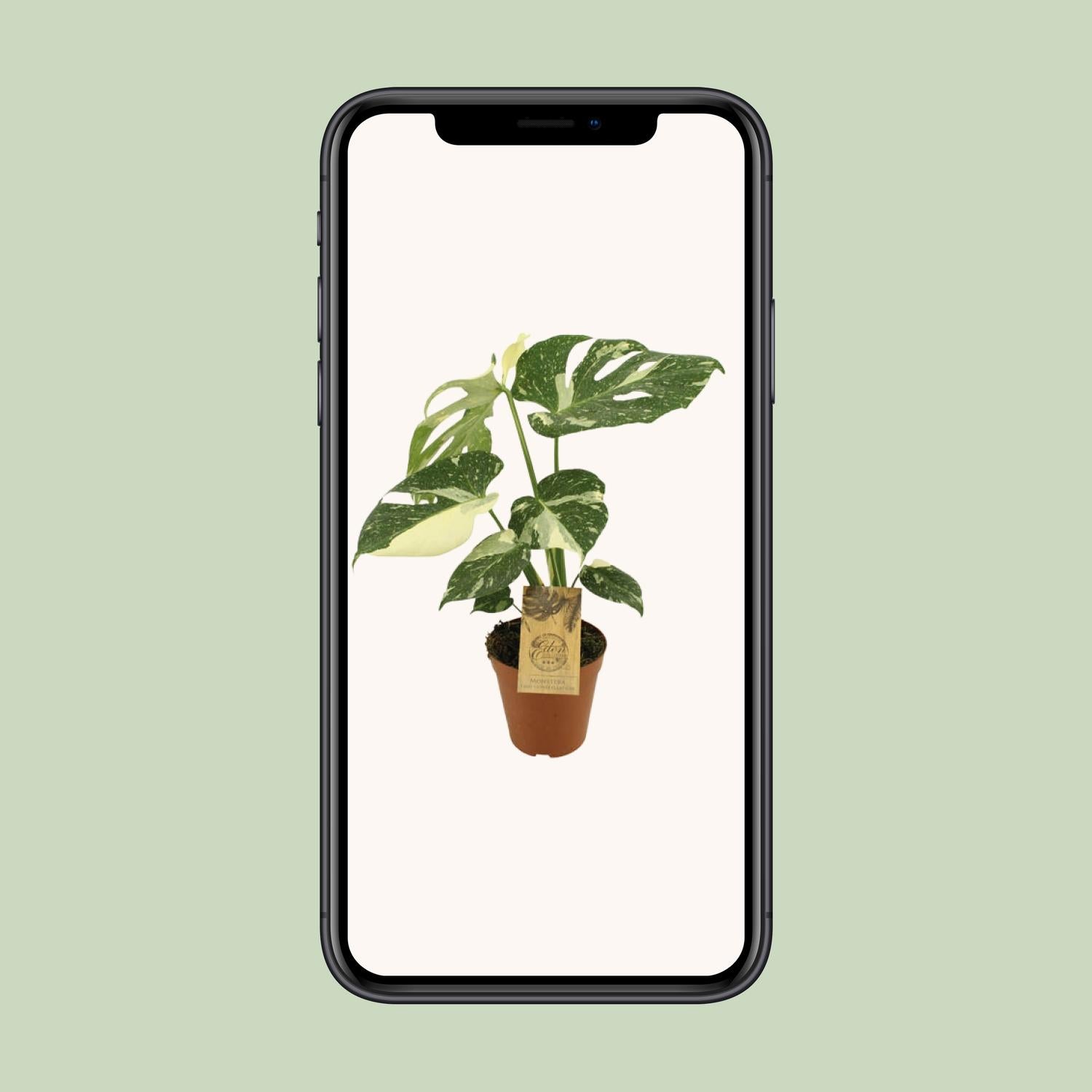 Monstera Thai Constellation | Ø15cm - 50cm hoog